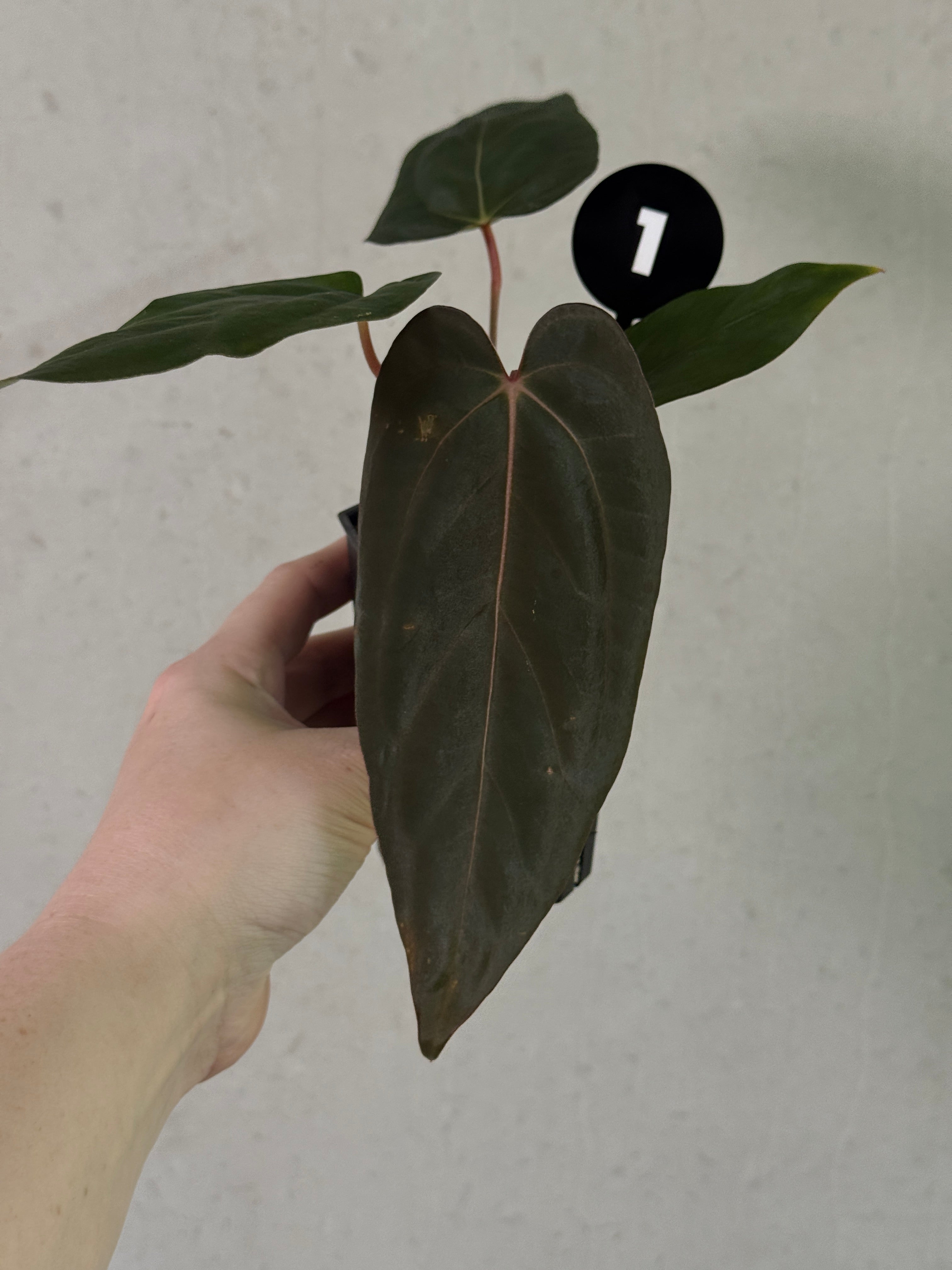 SMUKHI Anthurium Fort Sherman S1 x Carlablackiae plant with glossy green and dark foliage, vibrant spathes, indoor decorative plant