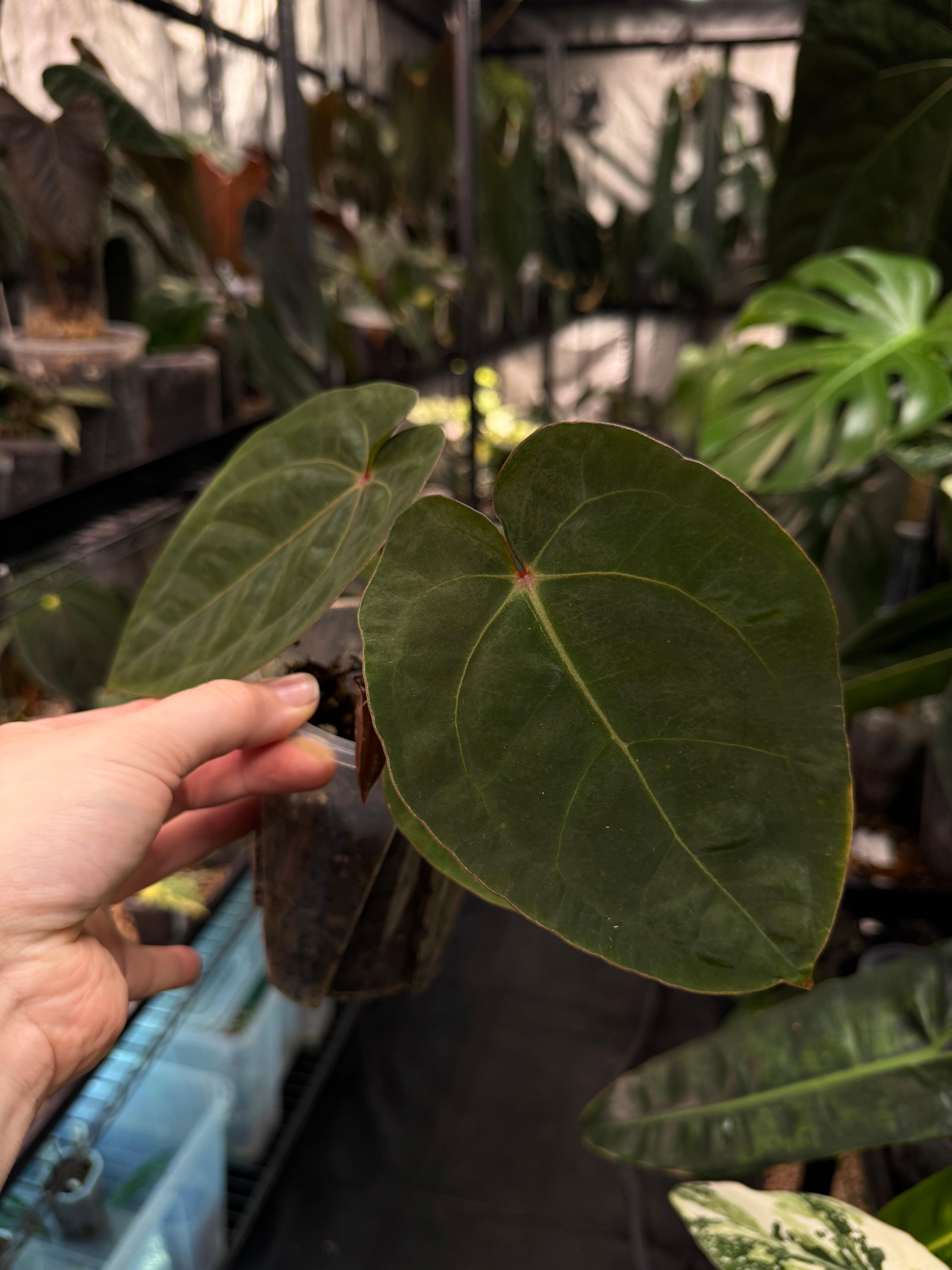Anthurium ‘Blood Moon’ - SMUKHI