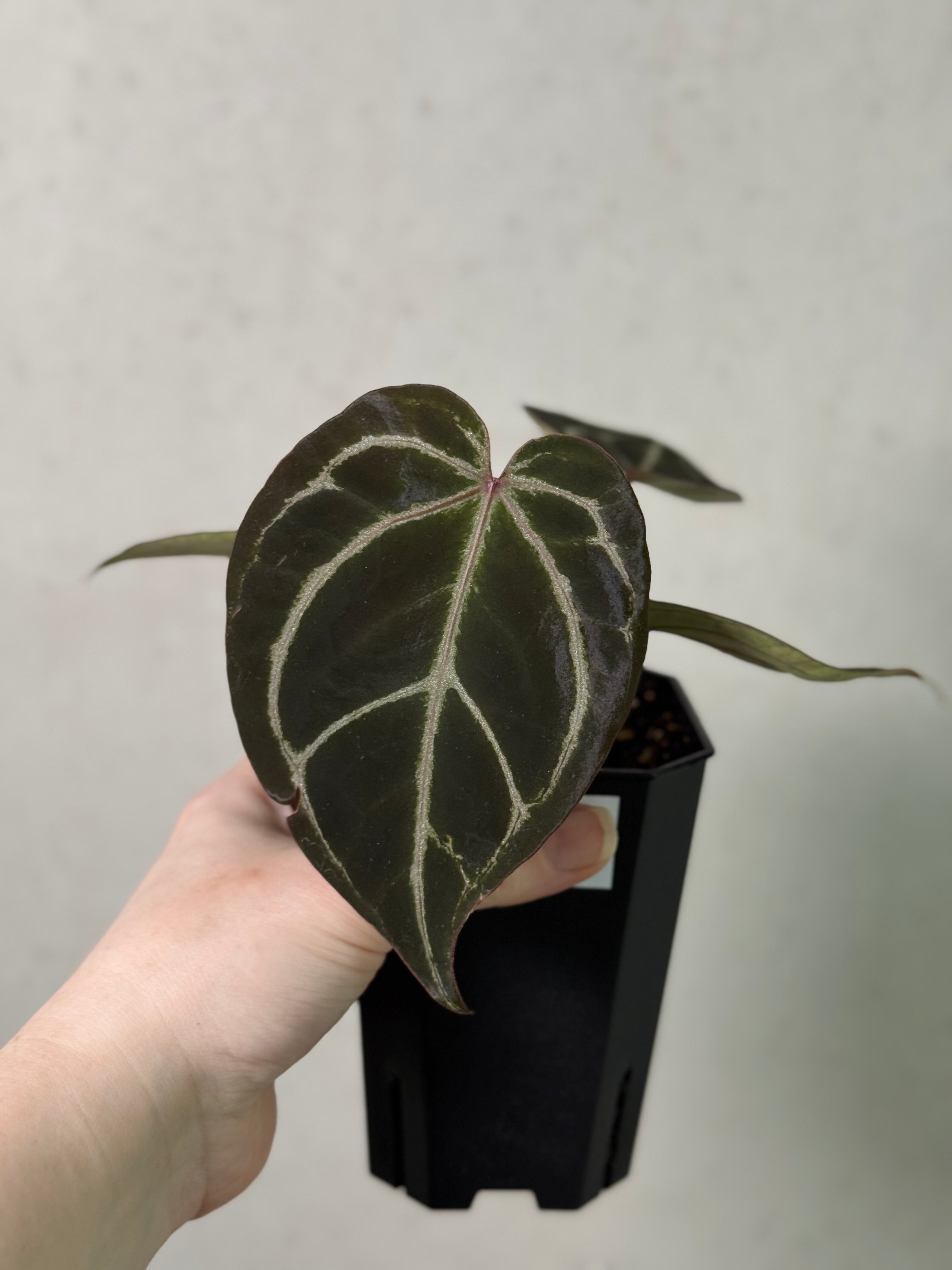 Anthurium HU x Red Crystallinum
