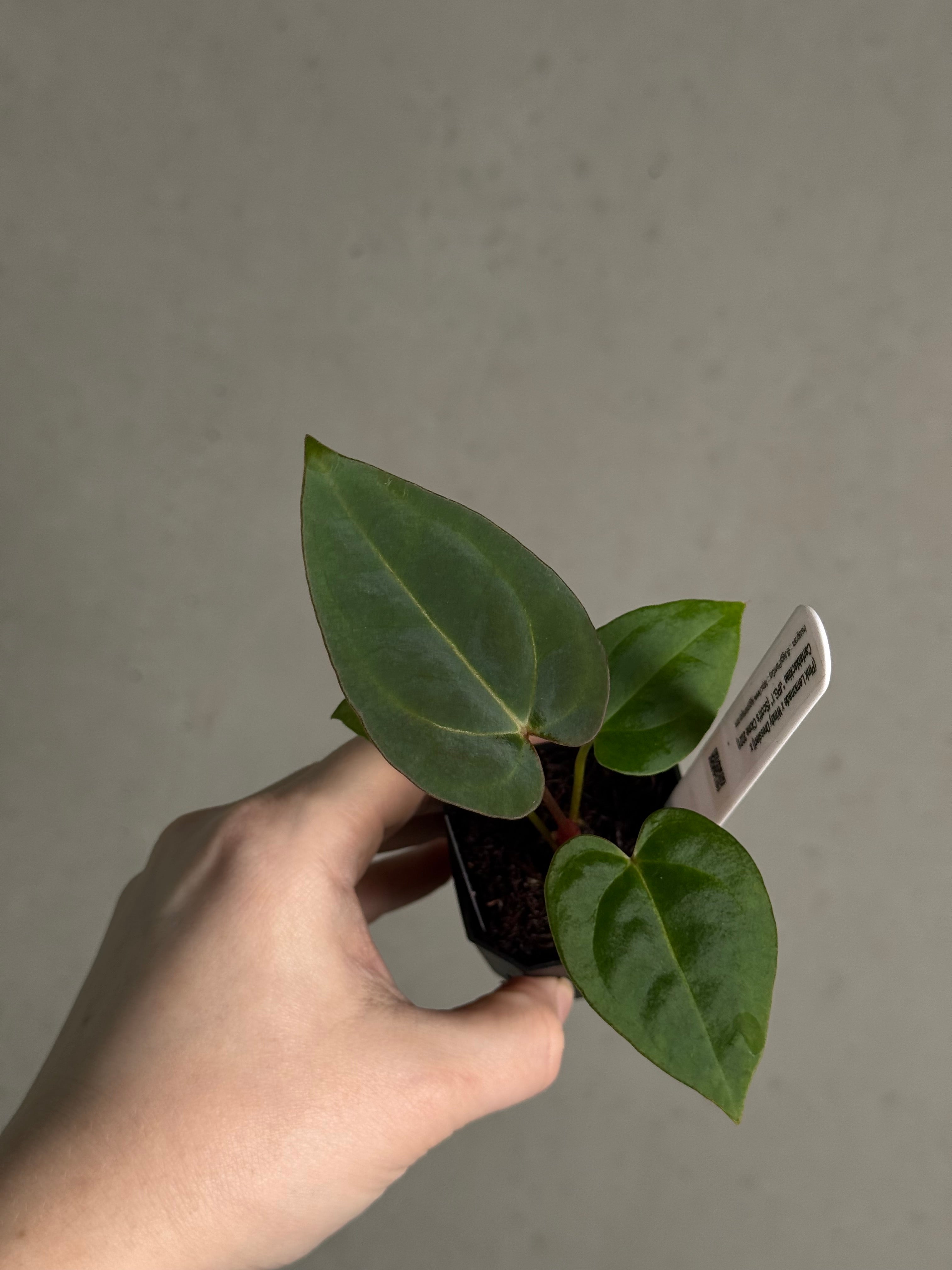 Anthurium (‘Pink Lemonade’ x Windy Dressleri) x Carlablackiae JPG.1