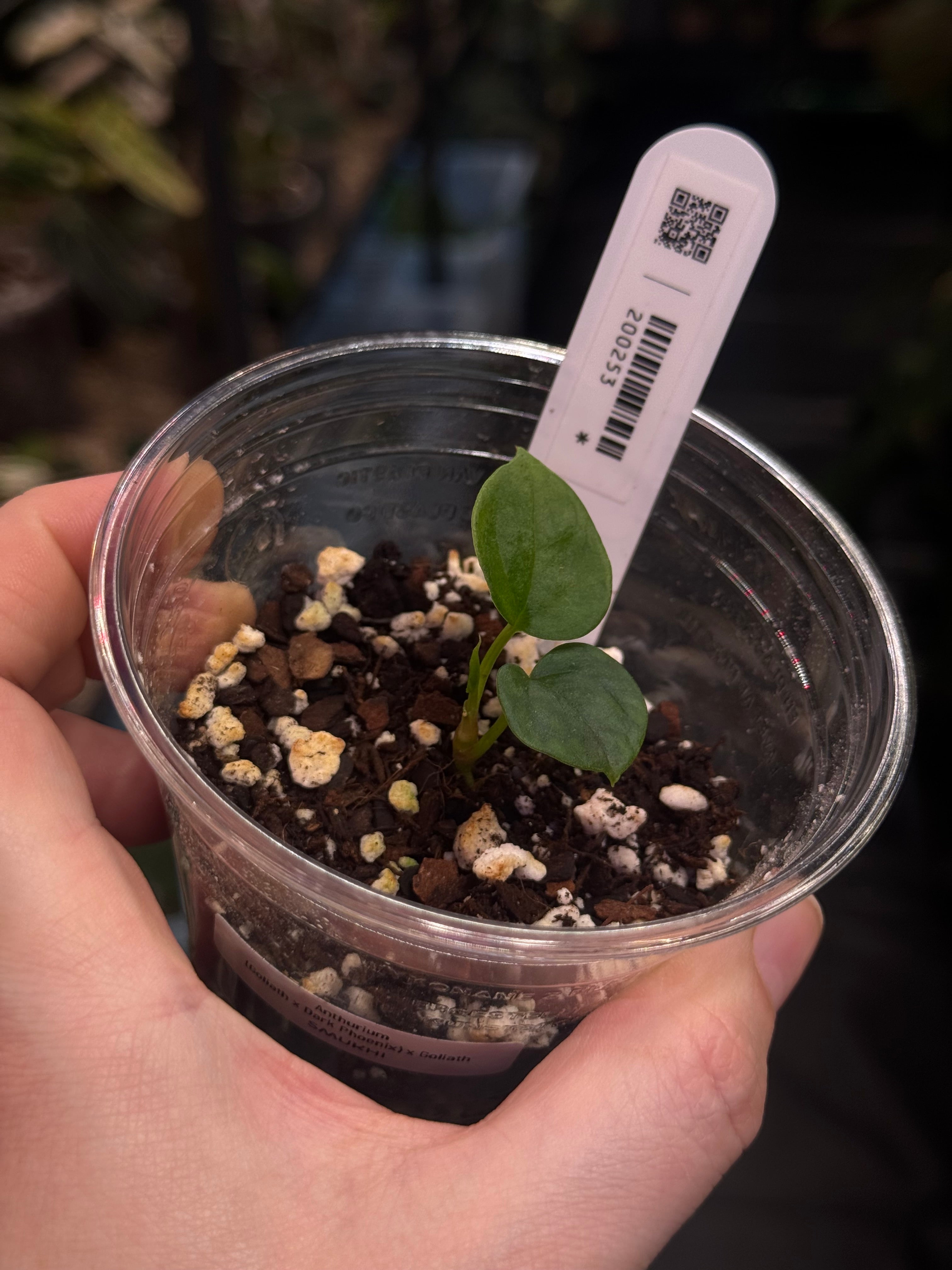 Anthurium (Goliath x Dark Phoenix) x Goliath