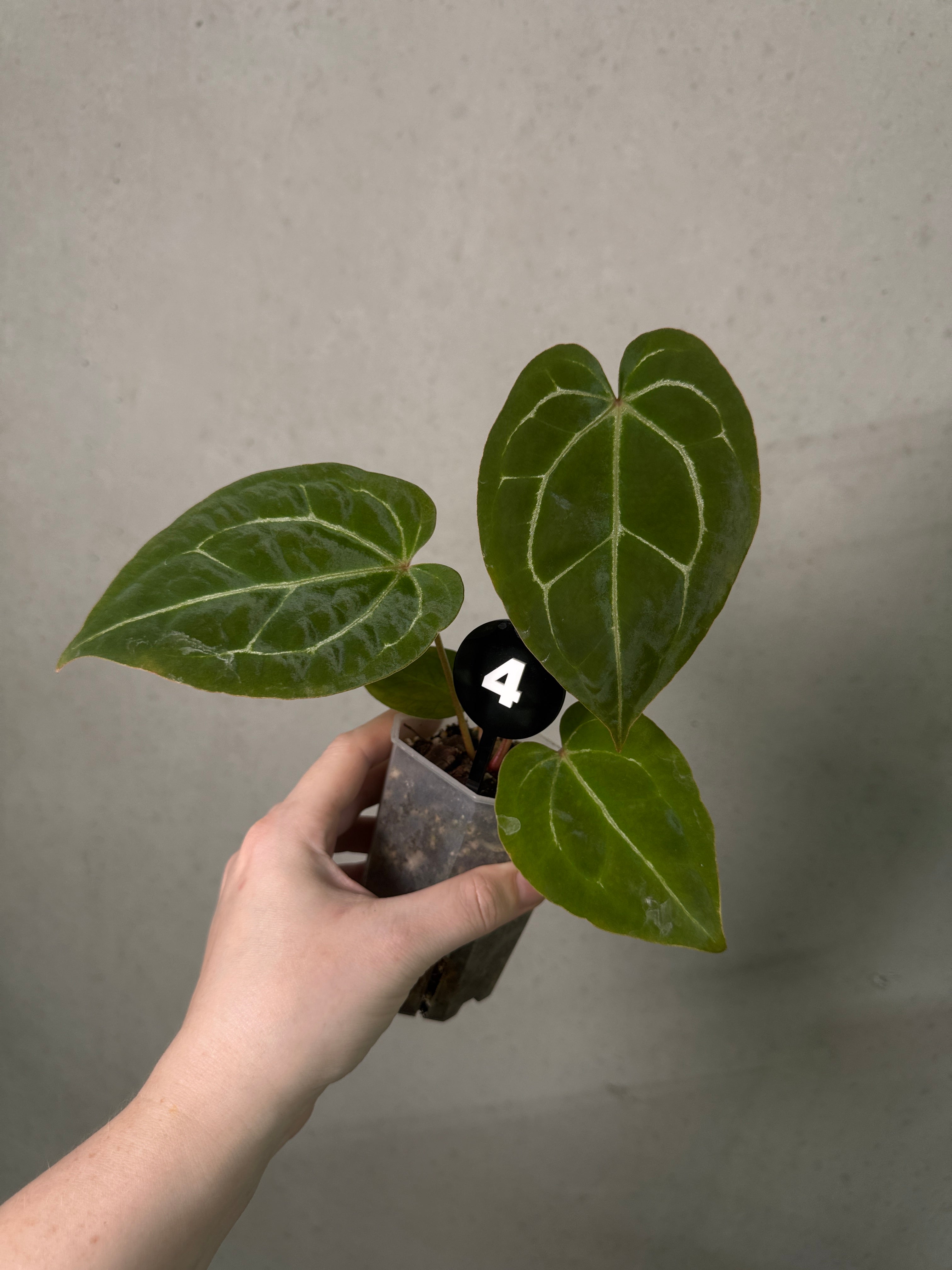 Anthurium Michelle x Forgetii plant from Jordy’s Aroids with vibrant green leaves and distinctive variegation.