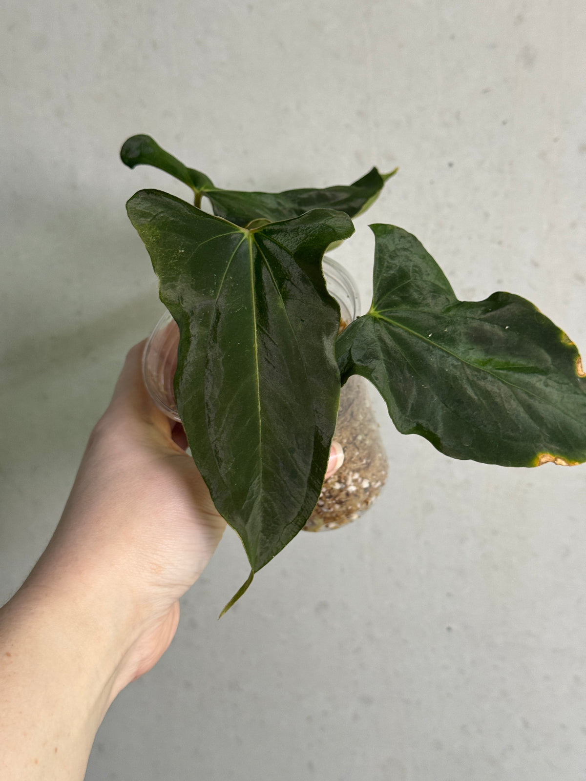NFS: Anthurium FSxRL 'Grim Reaper' S1 #3 (CRM-3)