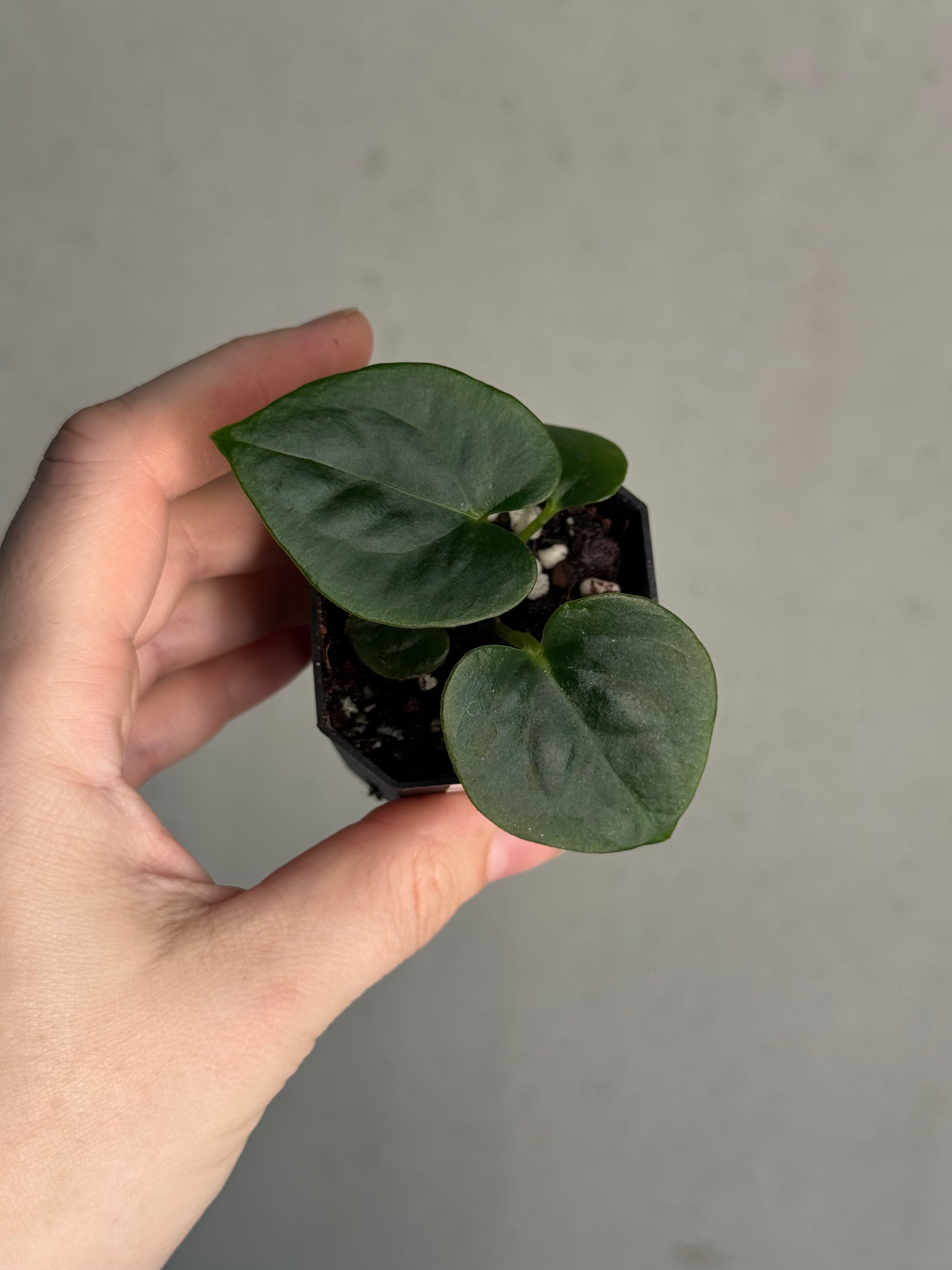 Anthurium Dressleri RG F3 (JV) x self