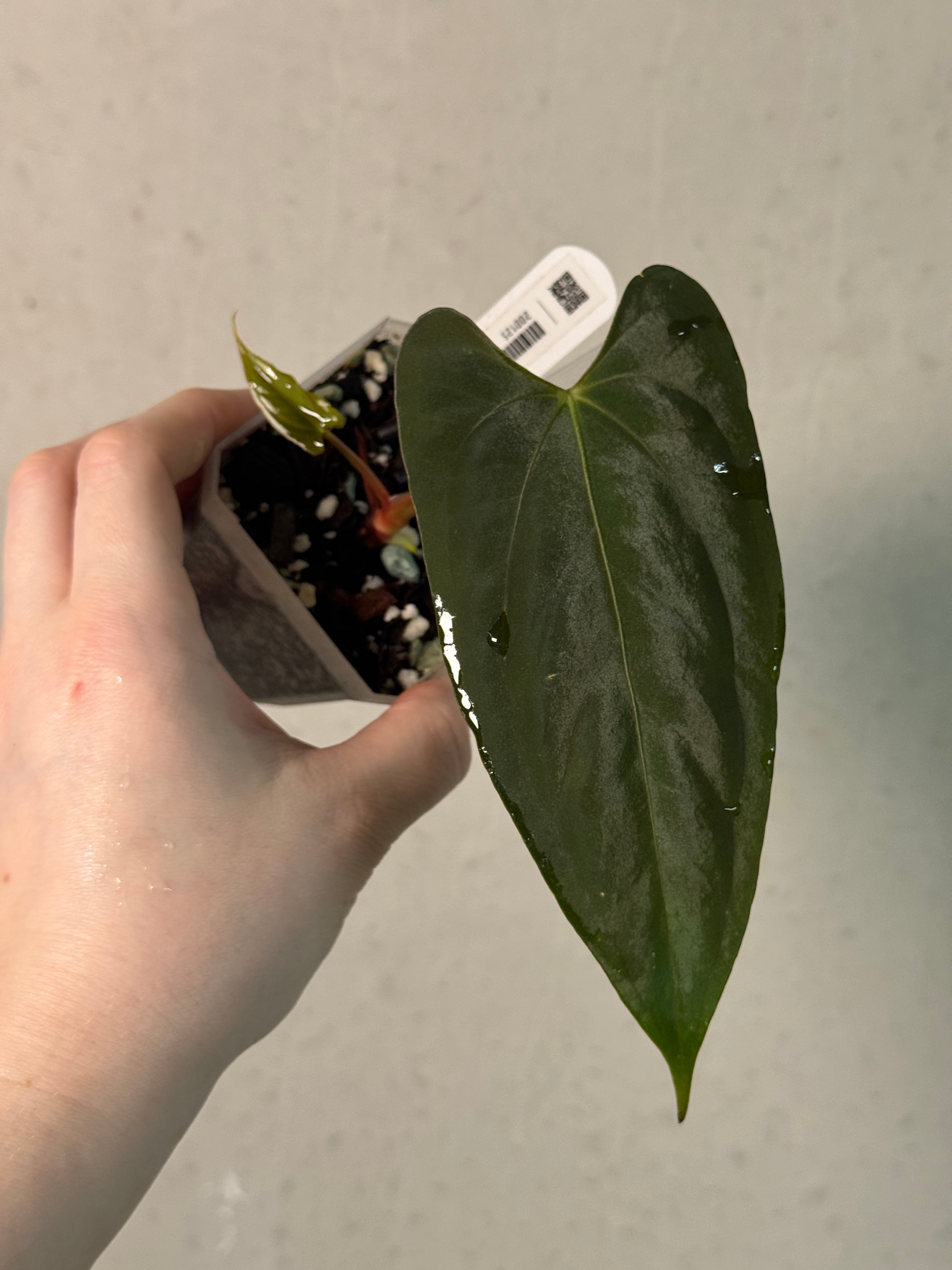 Anthurium FSxRL ‘Grim Reaper’ x Papillilaminum RA6 - Clone