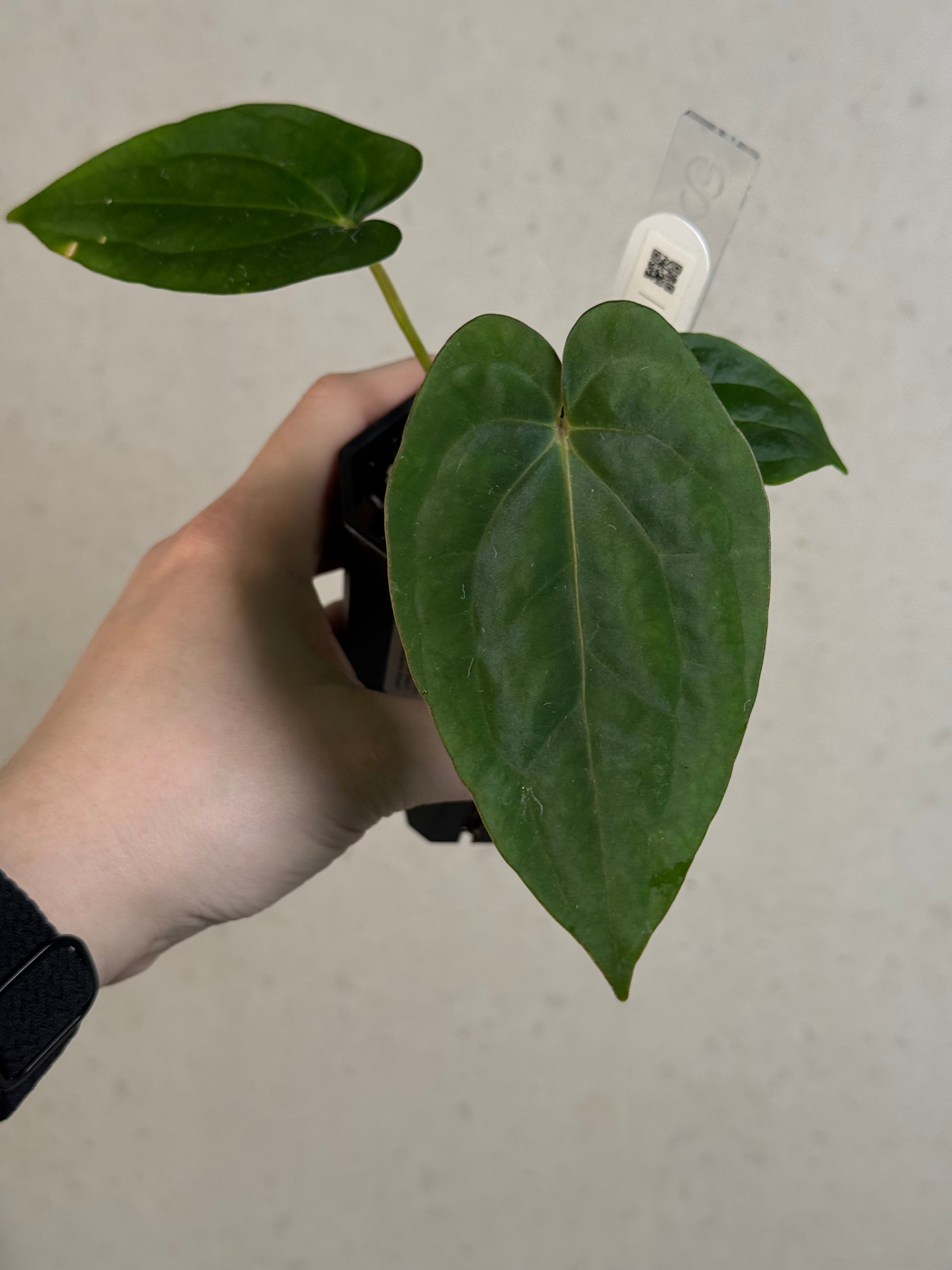 Anthurium (Kunayalense PM7 x Papillilaminum 'Swamp Bunny') x (Dressleri F2 x Carlablackiae 'Amanda')