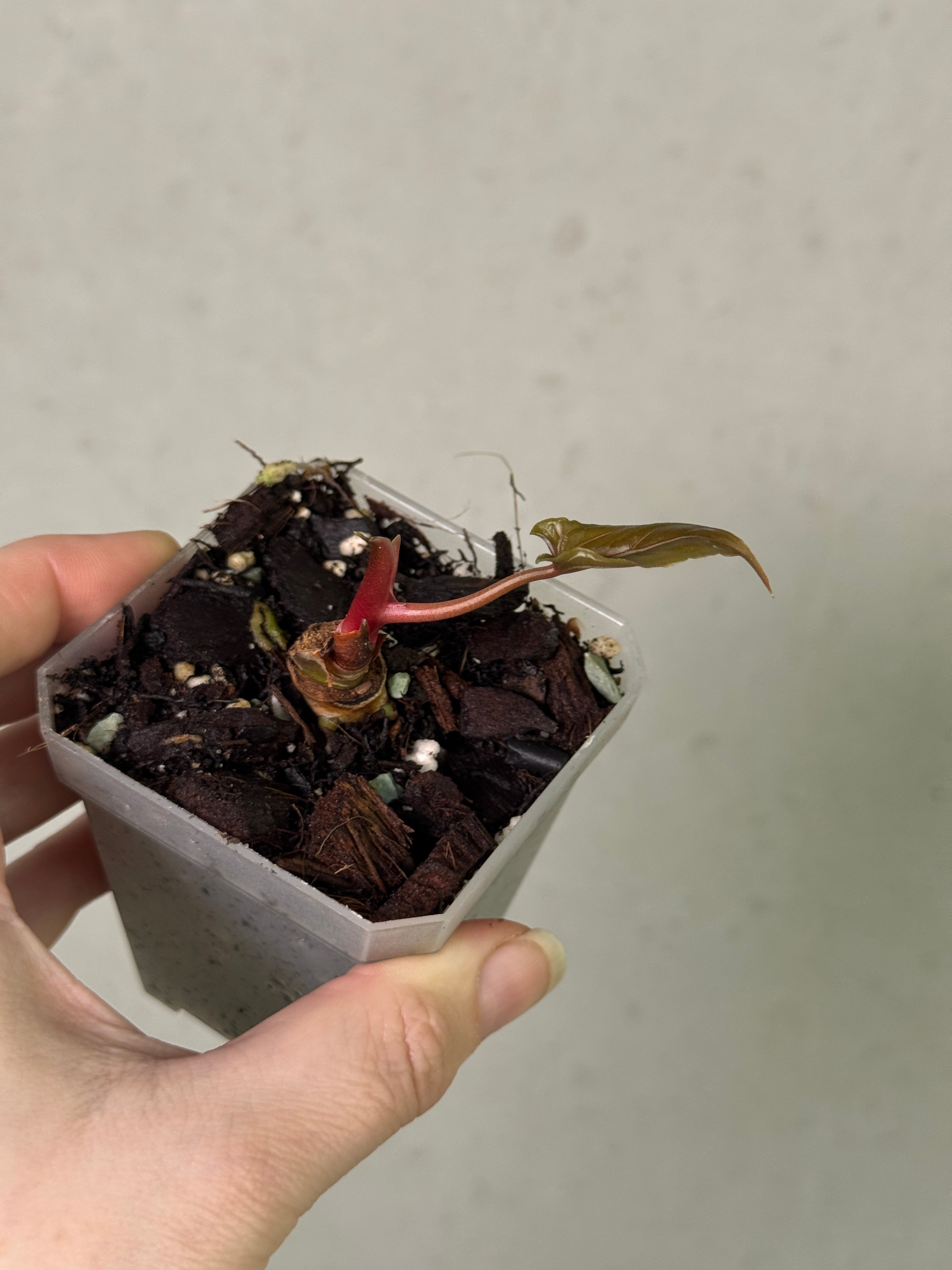 Anthurium RLxFS x Ralph Lynam S1 - Clone