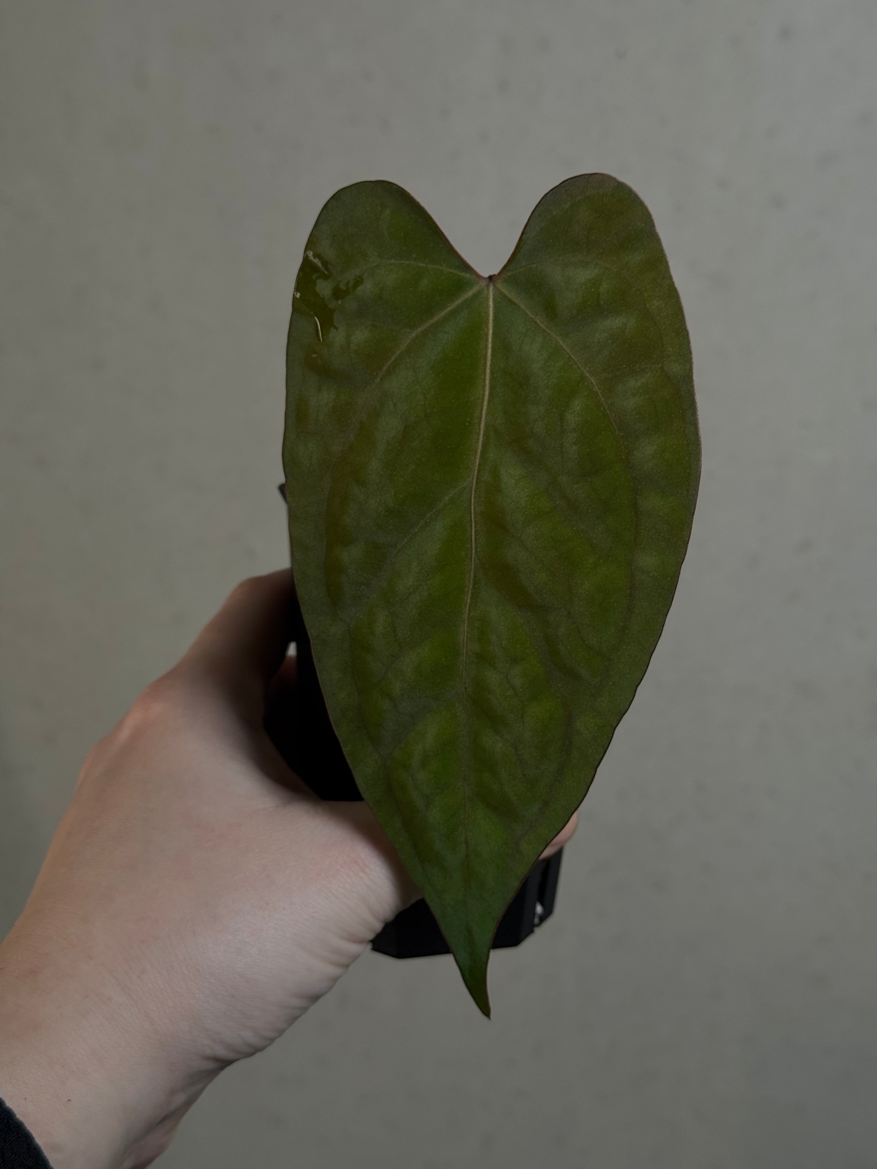 Anthurium Ace of Spades Dark Form x Papillilaminum 'Marie' - Clone - Pre-order