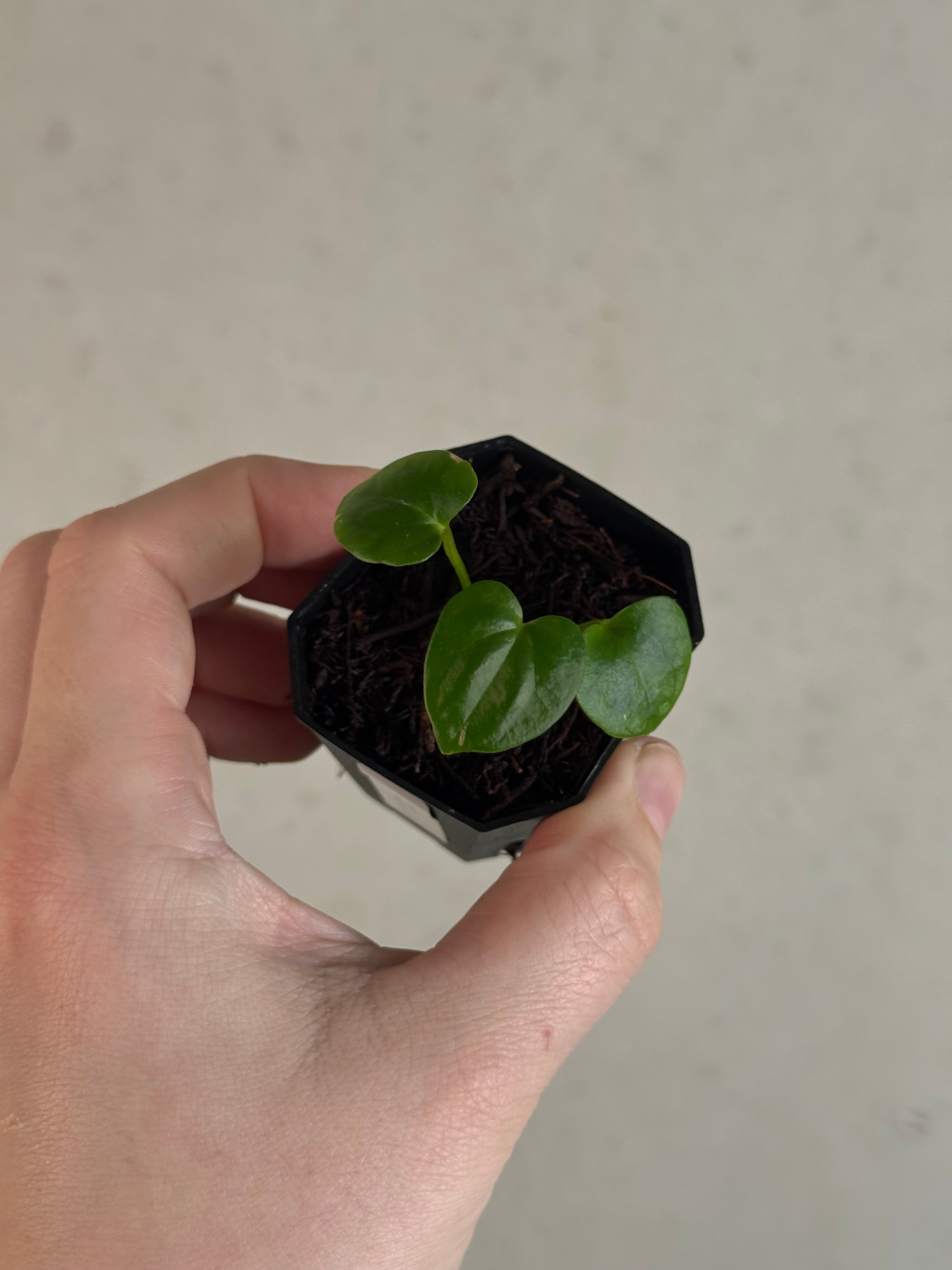 Anthurium Dressleri NSE 'Obsidian' x (Black x F2) - Pre-order