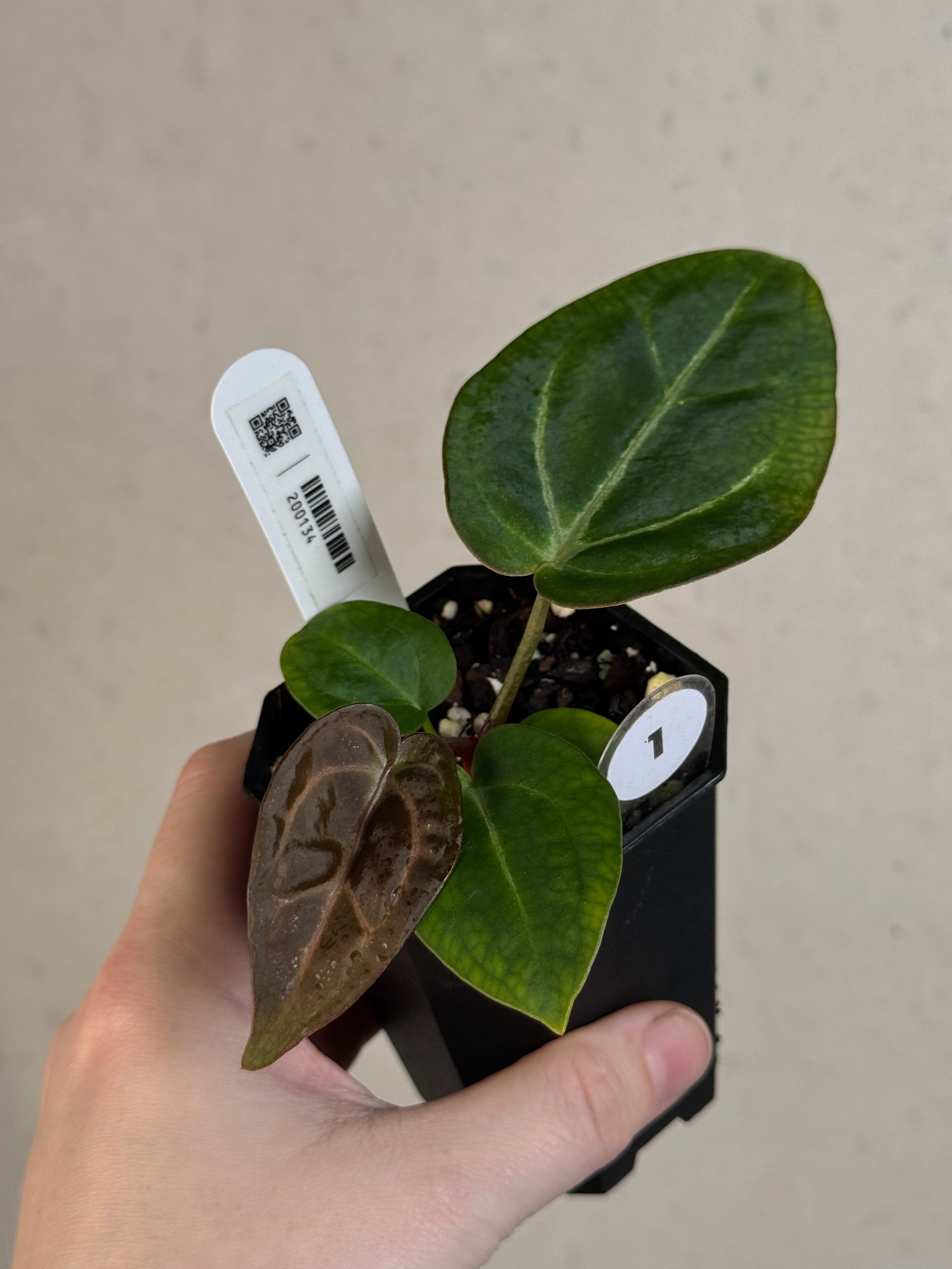 Anthurium (Carlablackiae WU1 x self) x (Black Widow x Red Velvet Cake)