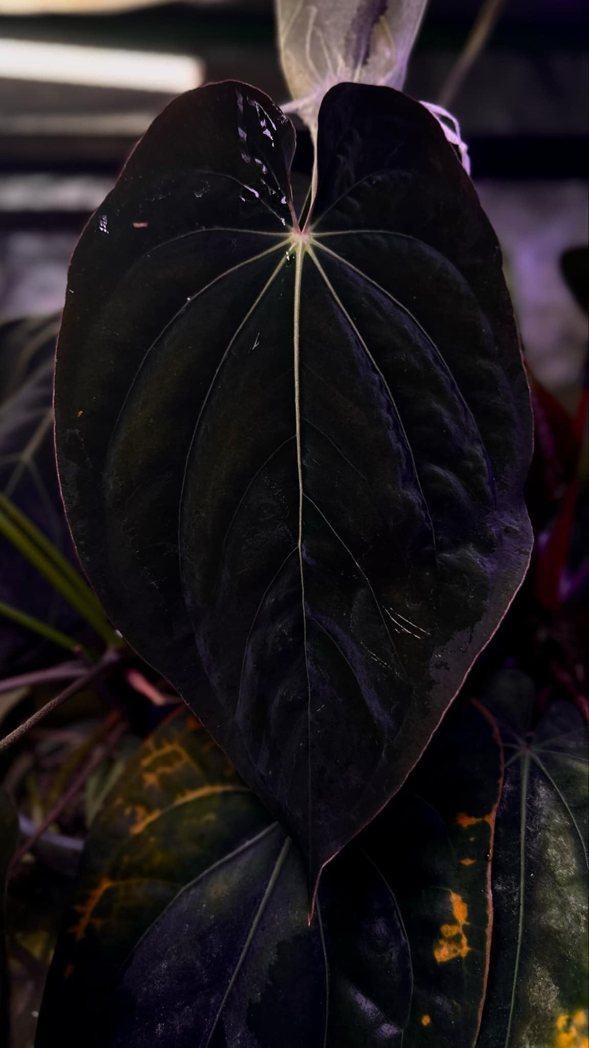 Anthurium Antolakii / BVEP (Round x RA1) x Dressleri NSE 'Obsidian'