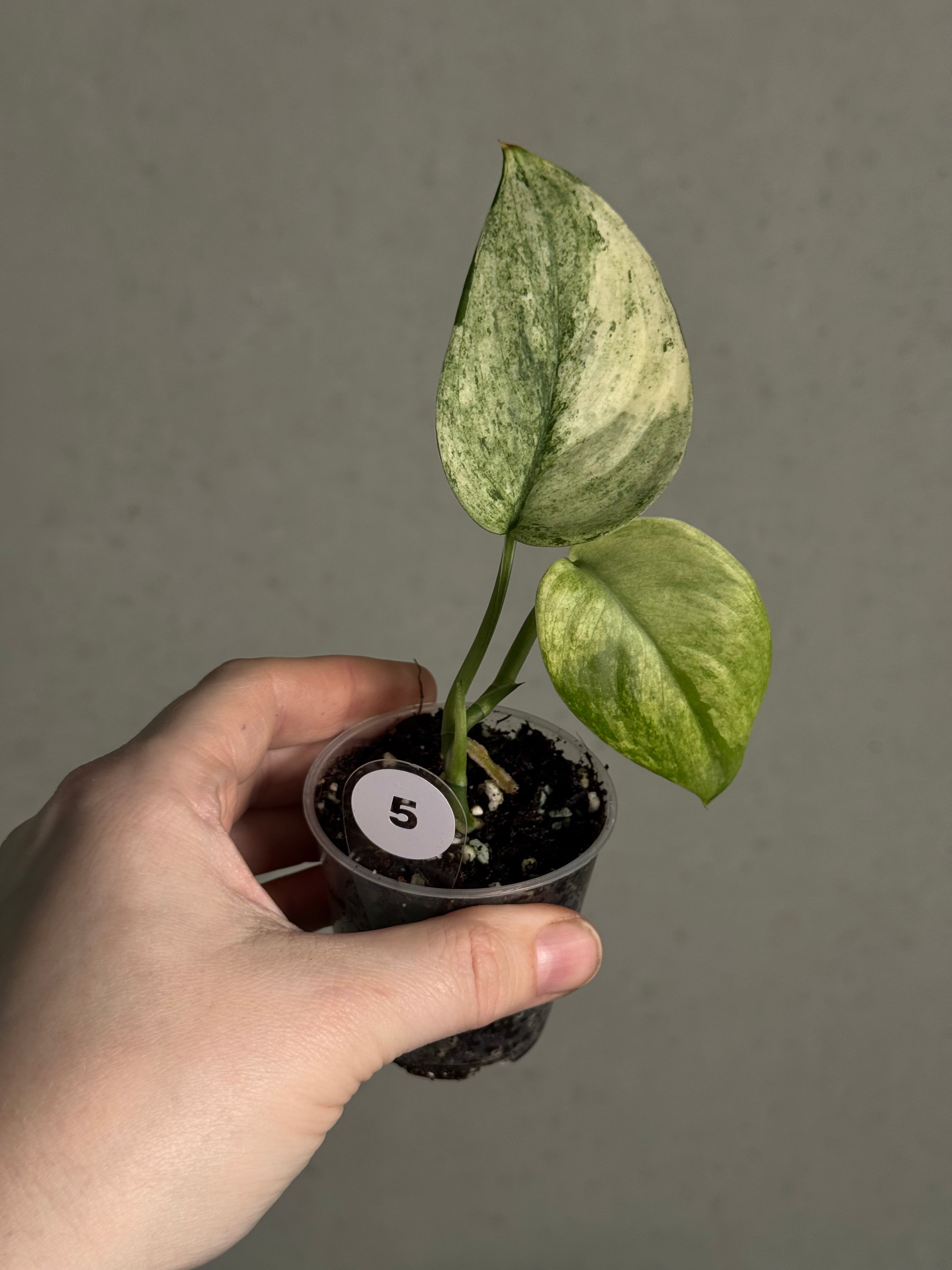 Scindapsus - Mix - SMUKHI