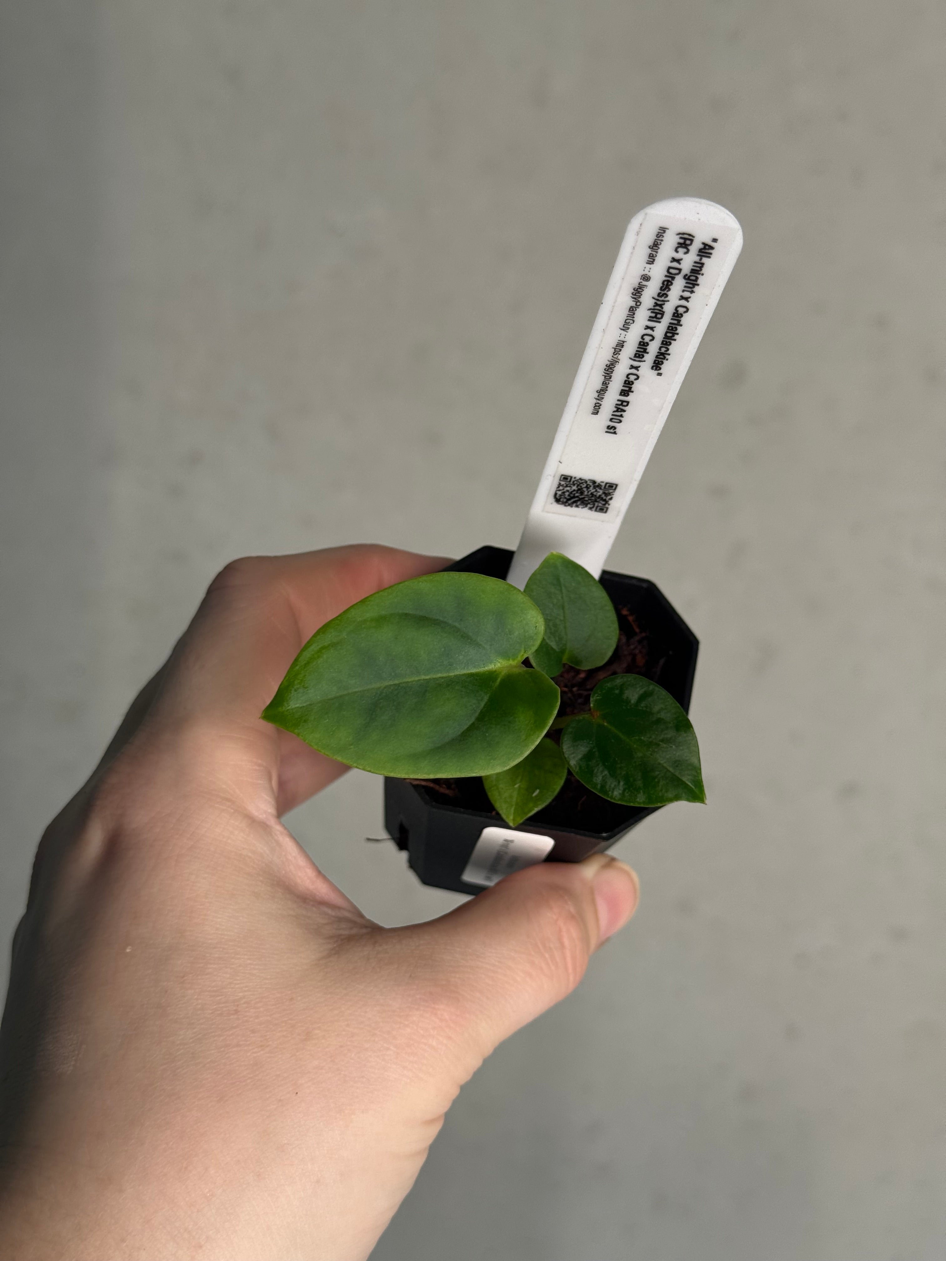 Anthurium 'All-might' x (Carlablackiae RA10 x self)