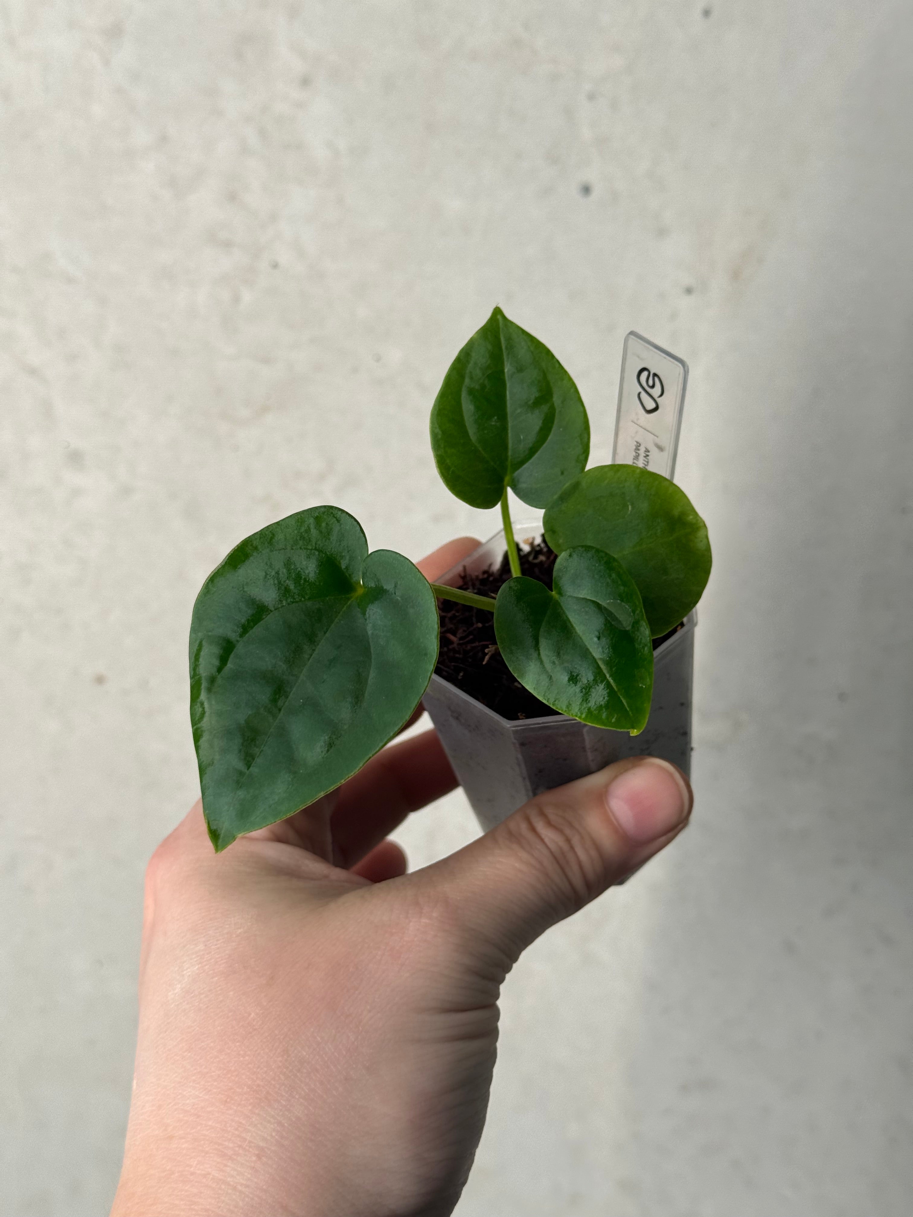 Anthurium Papillilaminum x Dressleri