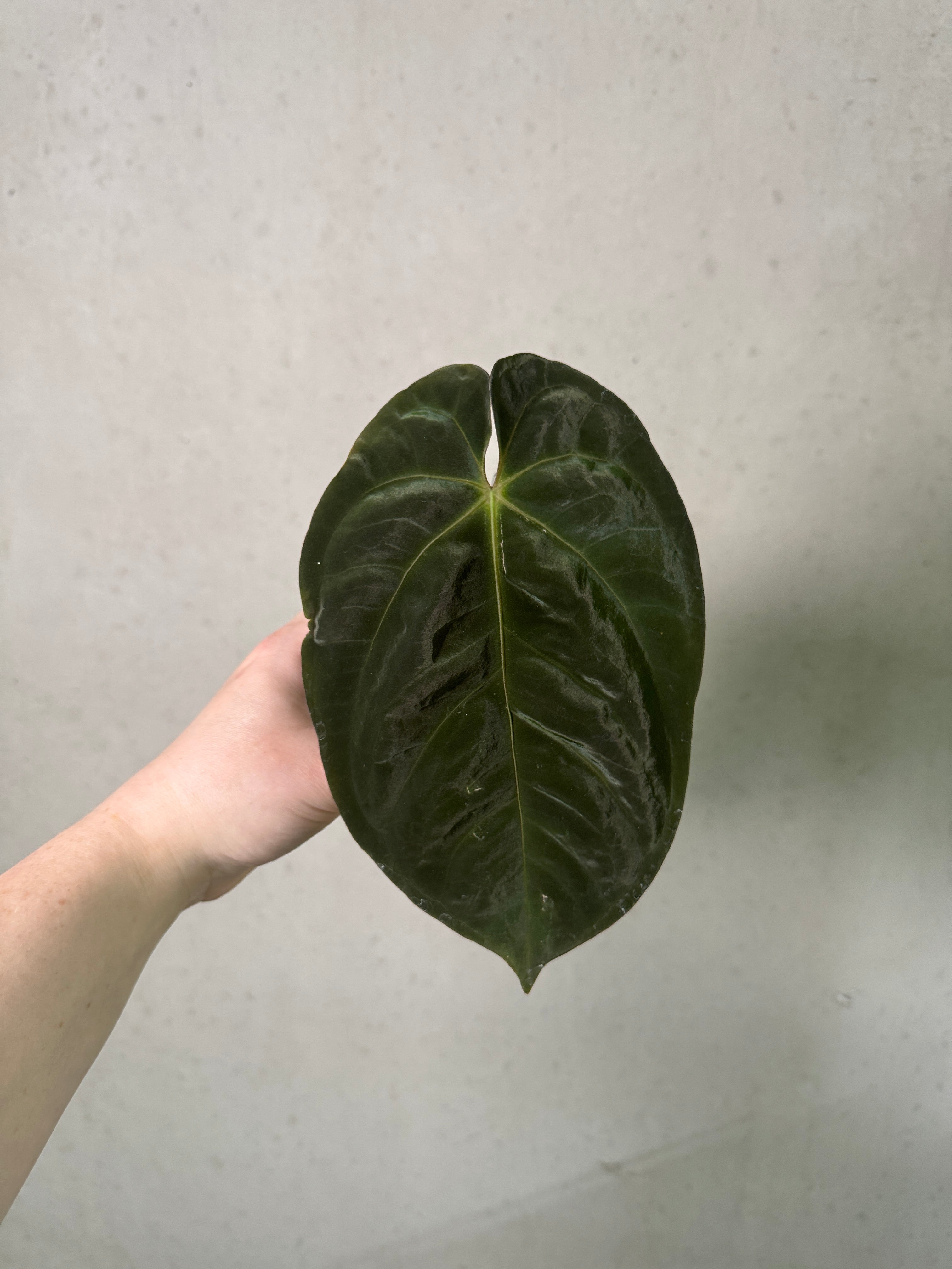 Anthurium Goliath clone plant from Abelia Plants with large, glossy green leaves and vibrant red flowers.