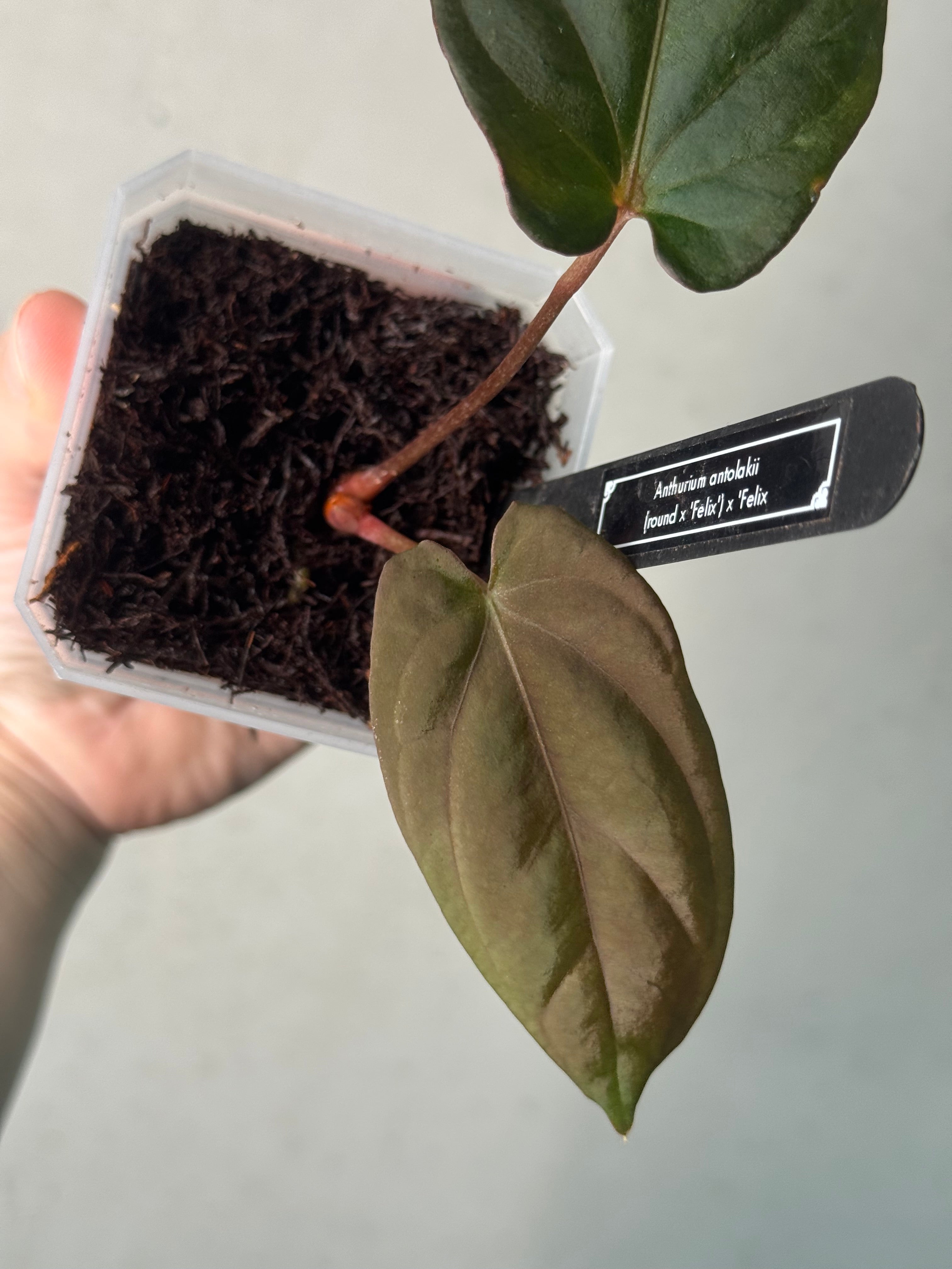 Anthurium BVEP ('Round' x 'Felix') x 'Felix' - Clone