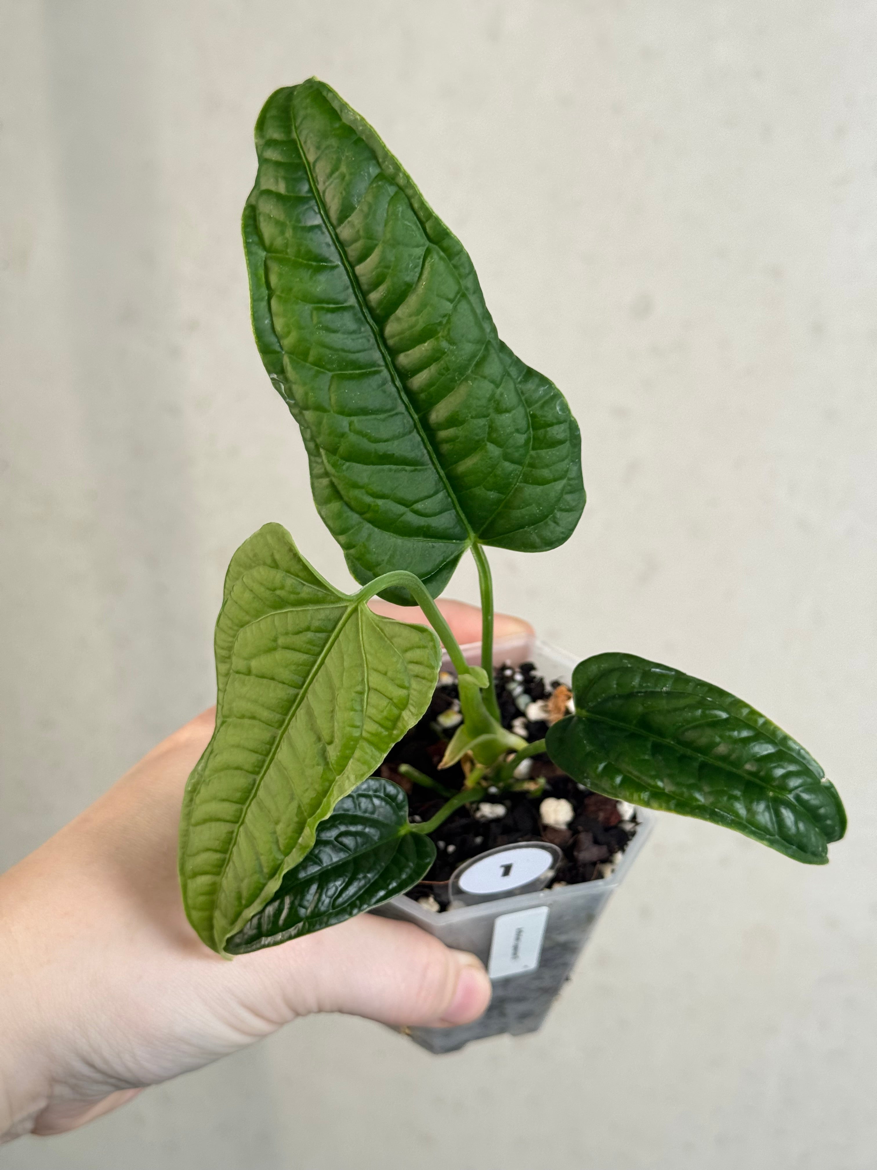 Anthurium Lappoanum S1