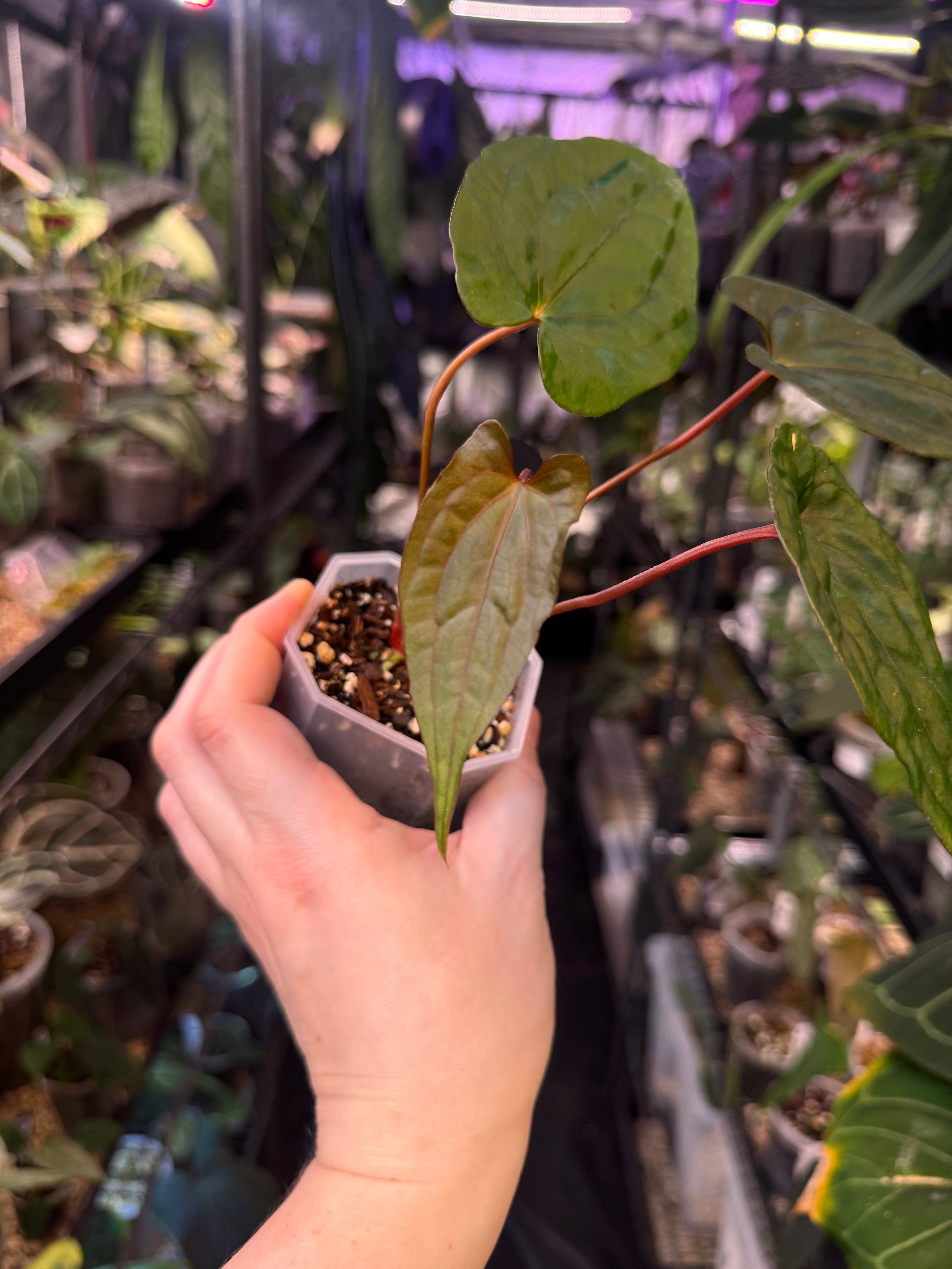 NFS: Anthurium Fort Sherman x Red Vein Dark Phoenix