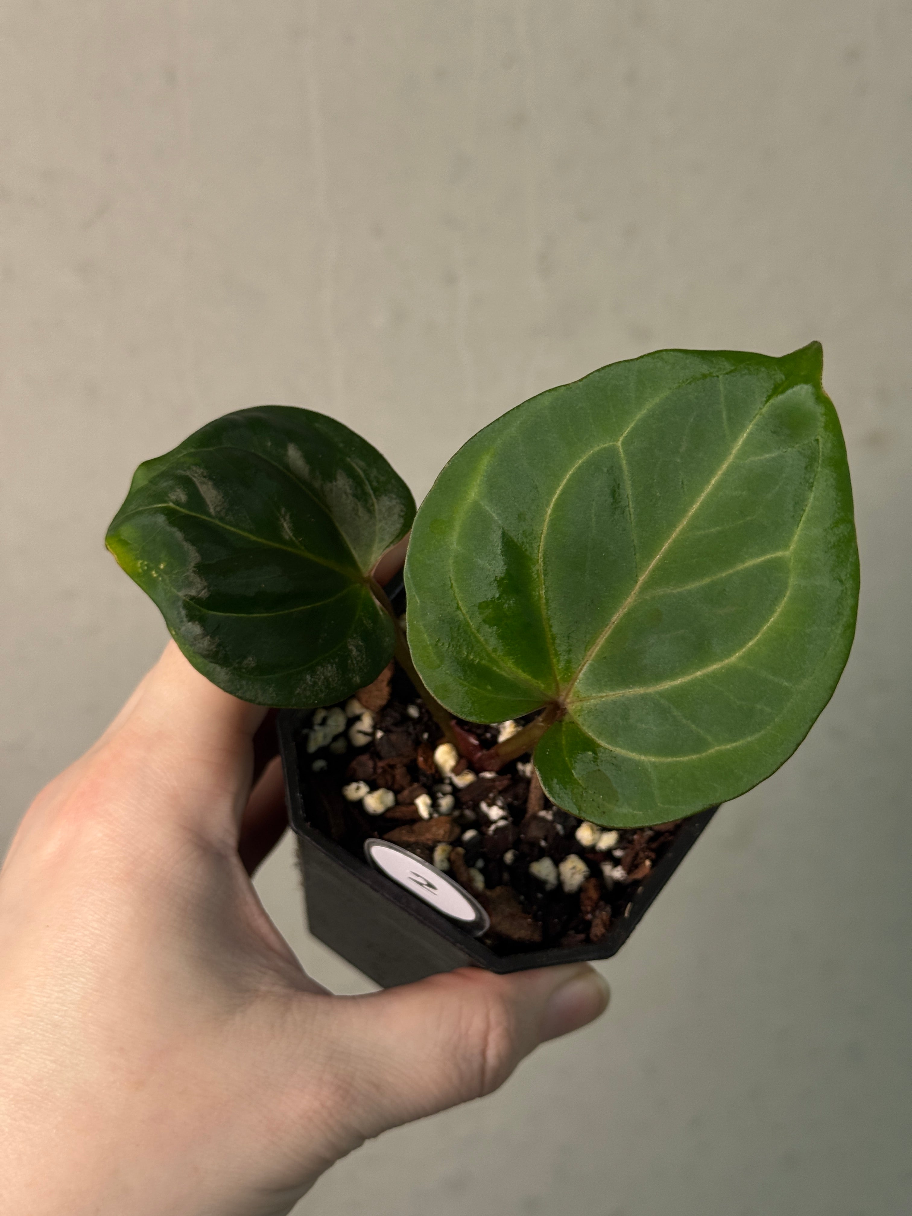 Anthurium HU ‘Round 1’ x ‘2’ - SMUKHI