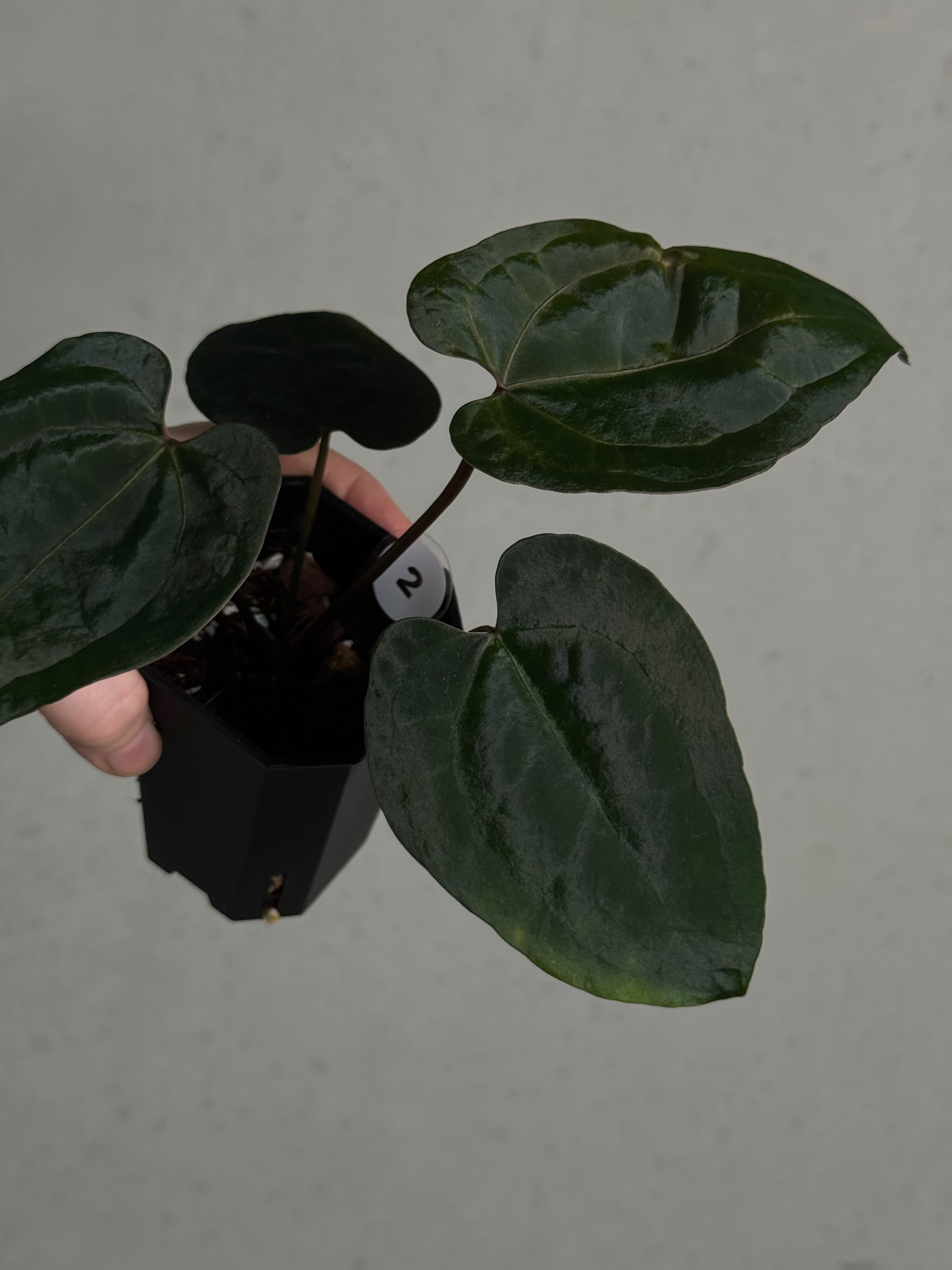 Anthurium Ace Of Spades Dark Form F1 (SKG) - SMUKHI
