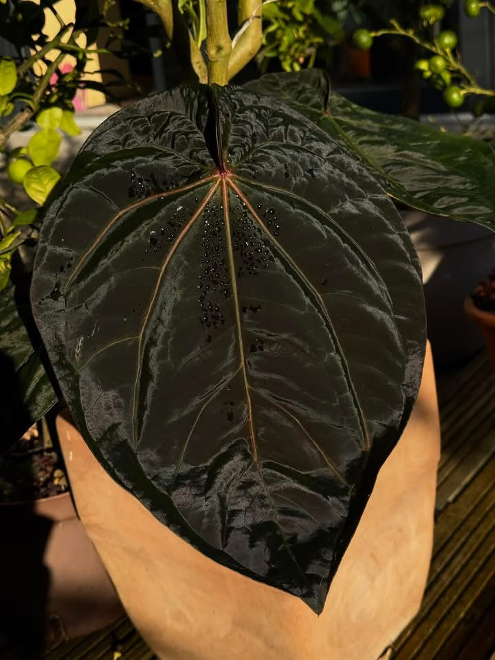 Red Anthurium Crystallinum Tezula x Dressleri plant by SMUKHI, featuring vibrant green leaves with striking red veins and glossy foliage.