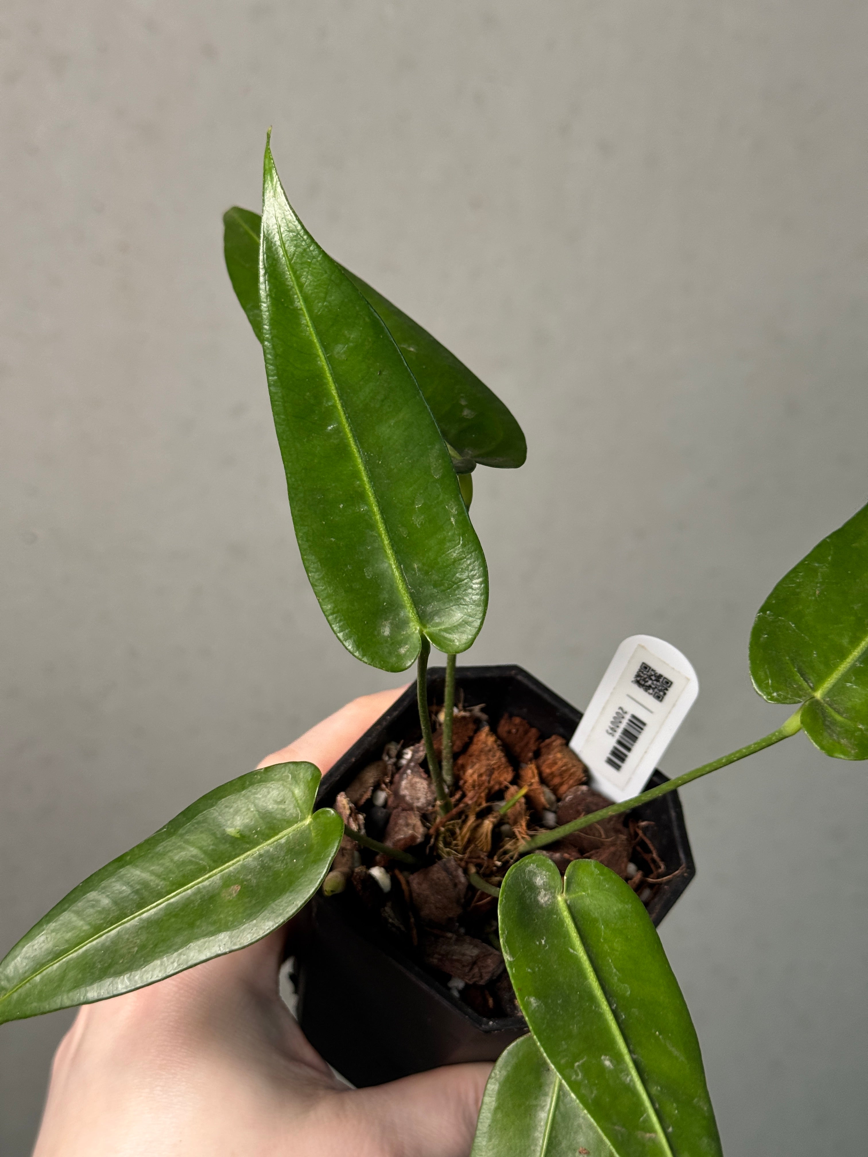 Anthurium Timplowmanii - SMUKHI