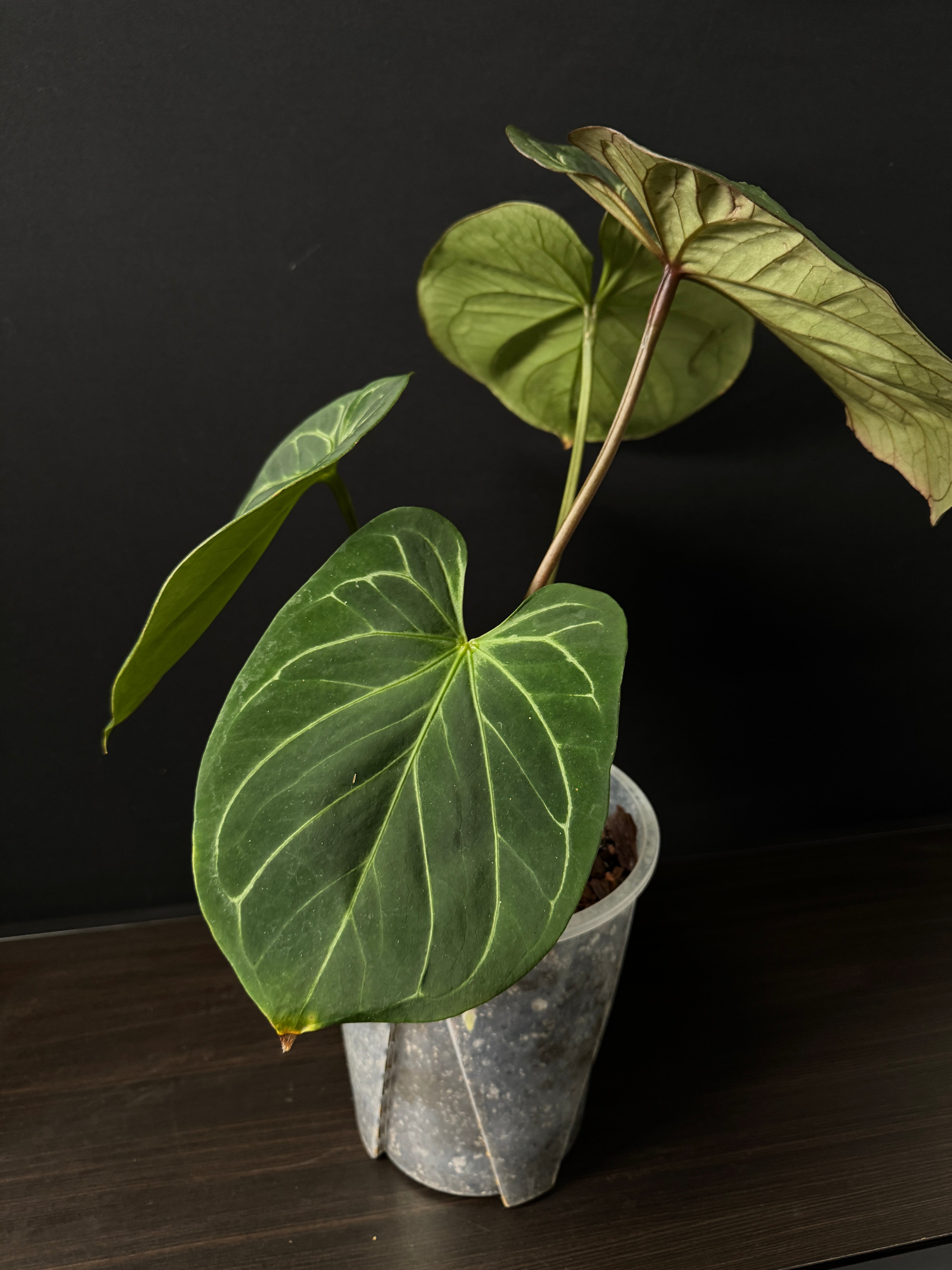 Anthurium King Of Spades / HU (Large)