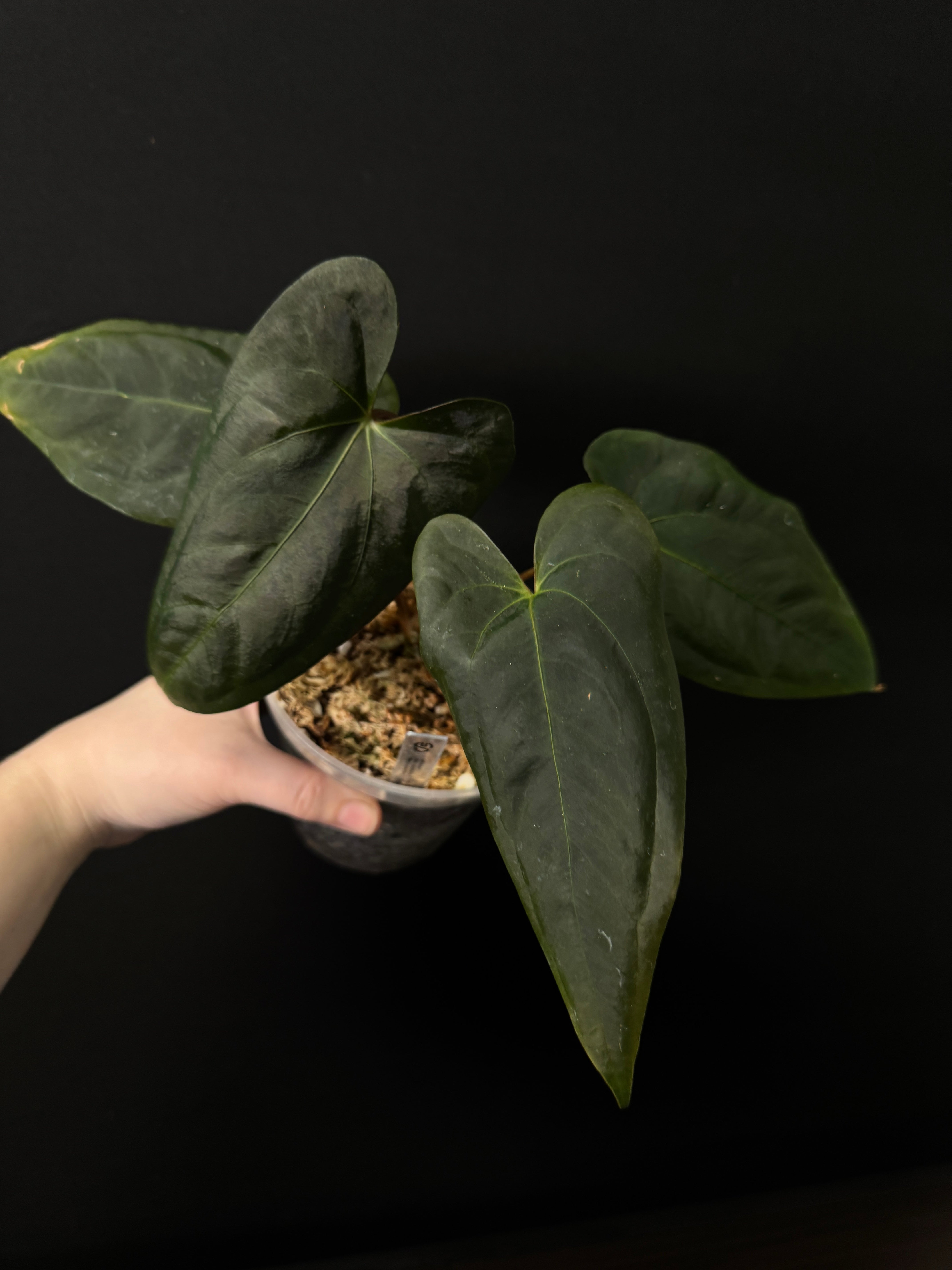 Anthurium B-Grade/Sad Plants - Various Plants