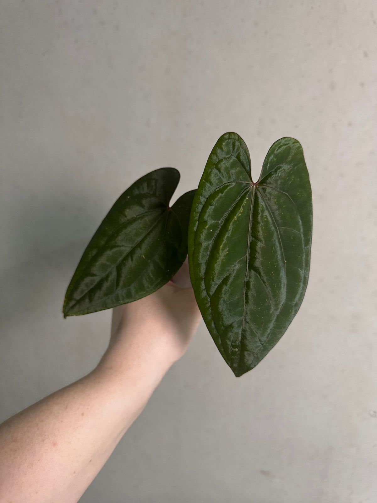Red vein Anthurium Dark Phoenix plant with glossy dark green leaves and vibrant red spathes, from Abelia Plants.