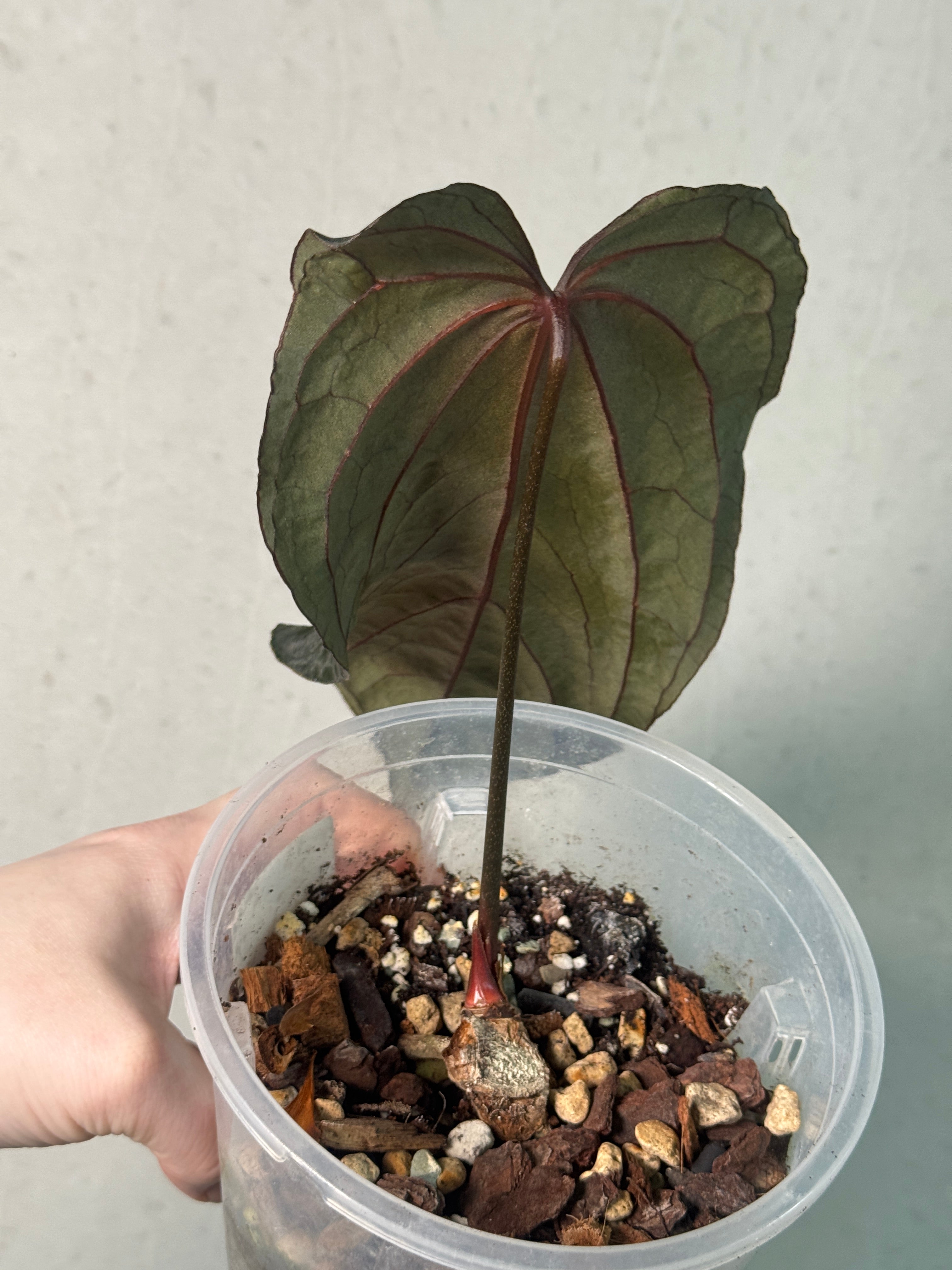 Anthurium Ace of Spades (Kunzo) x Darkest Panama - Clone - SMUKHI