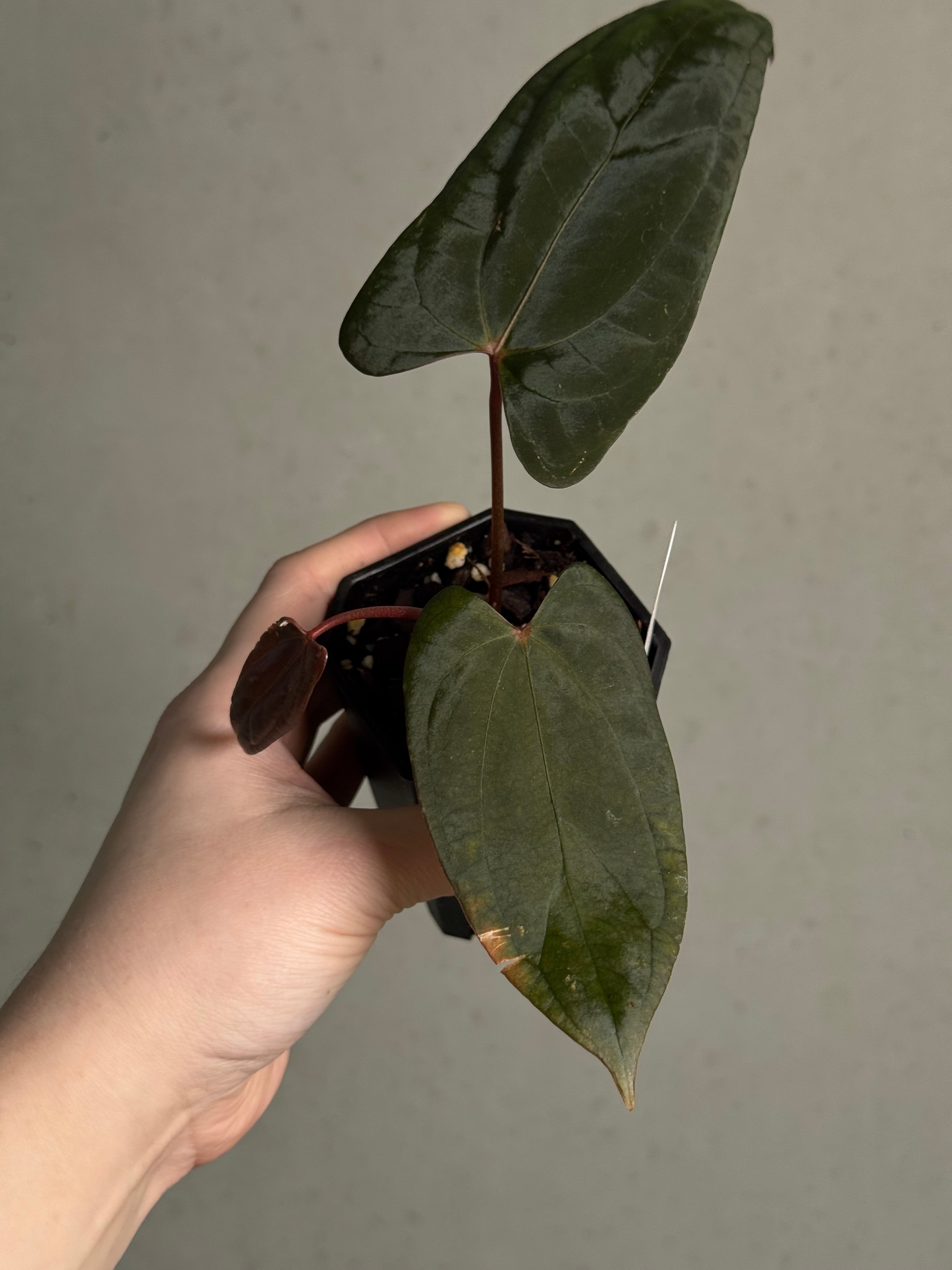 Anthurium Fort Sherman x Red Vein Dark Phoenix - Clone - SMUKHI