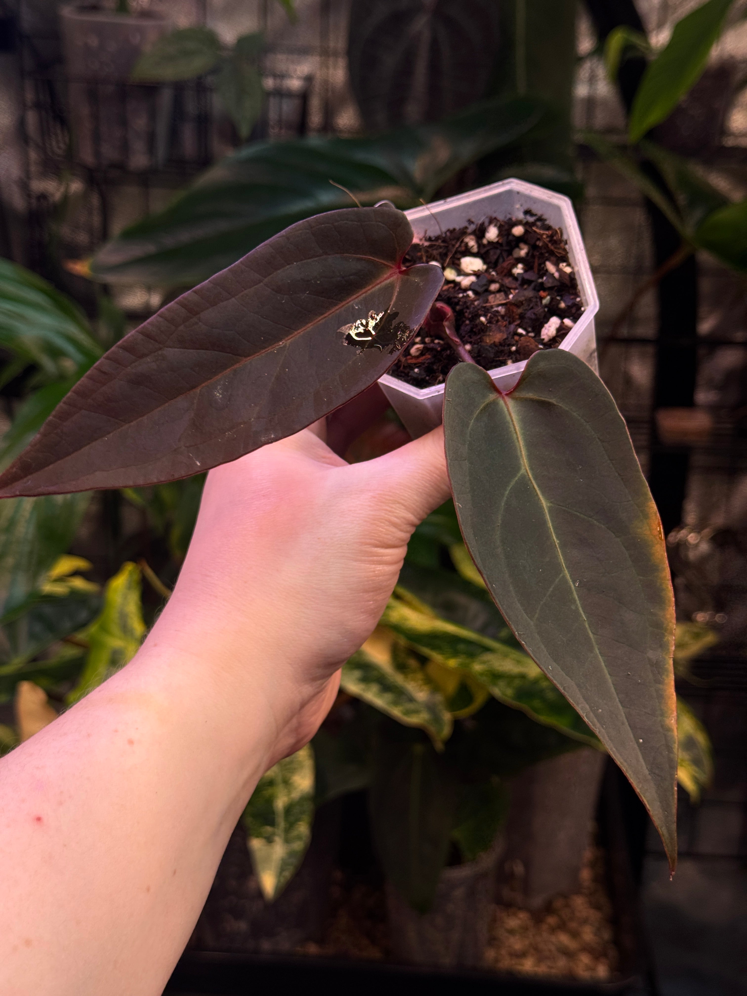 Anthurium Dark & Handsome '9' X Red Velvet Cake '24'