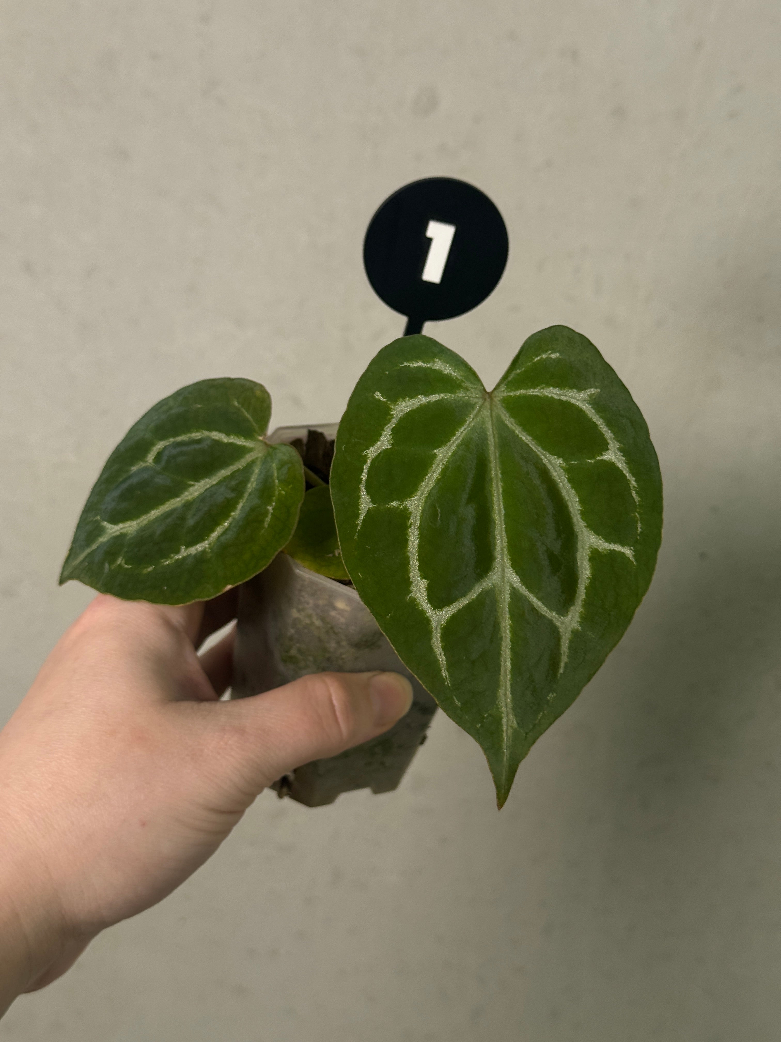 Anthurium Michelle x Forgetii