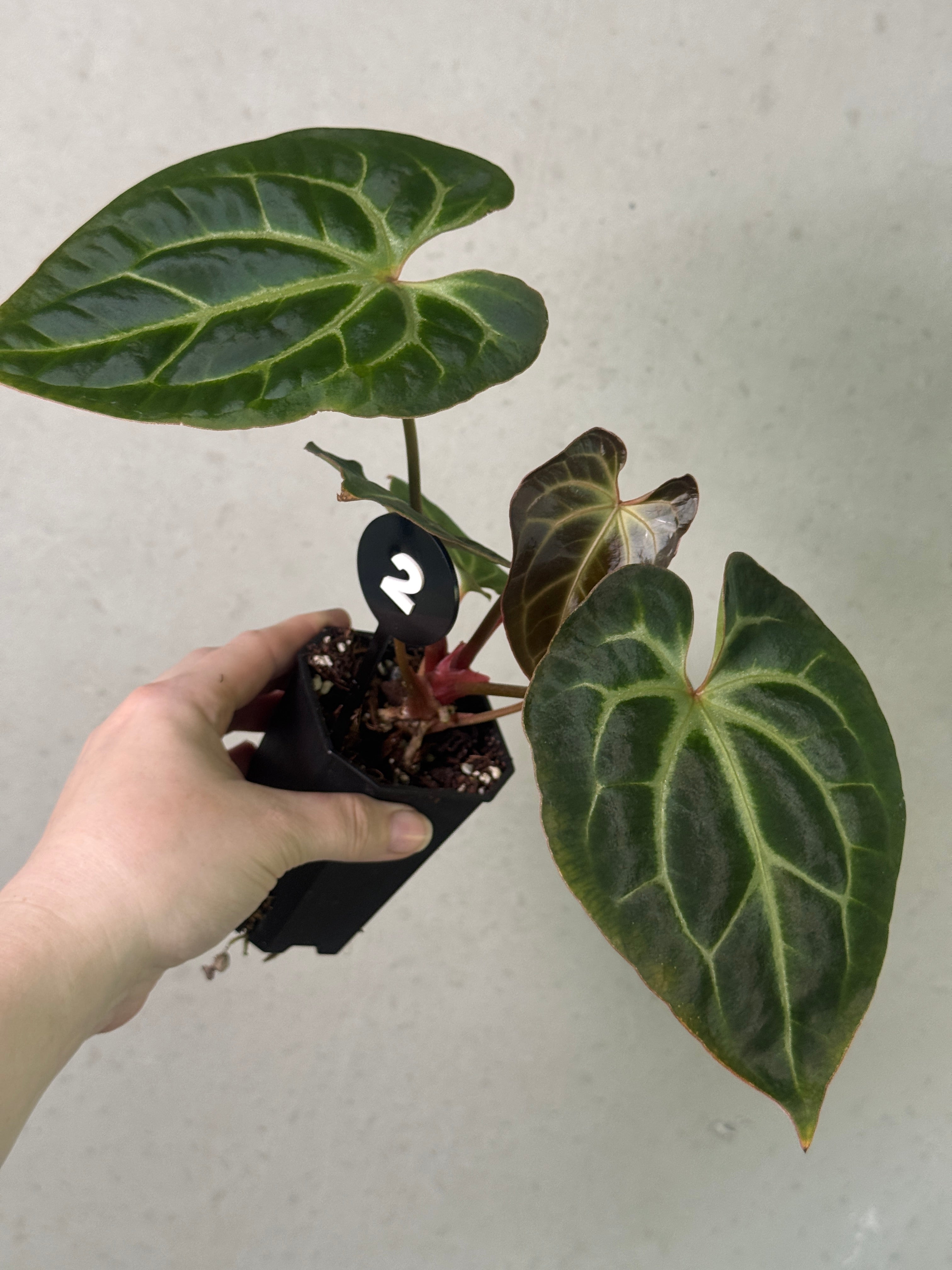 anthurium besseae care Anthurium Besseae aff