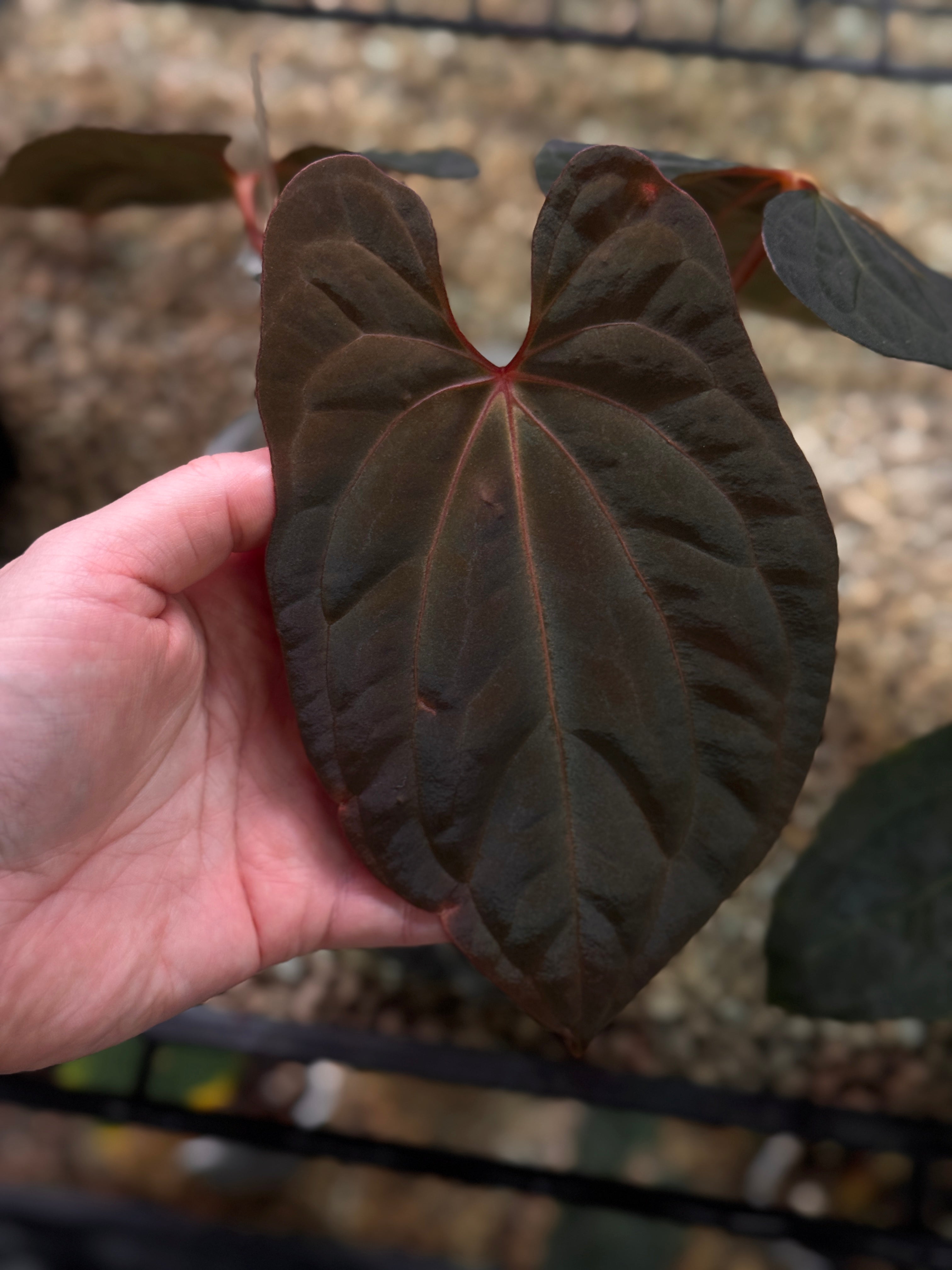 Anthurium BVIT x RVDP - Clone