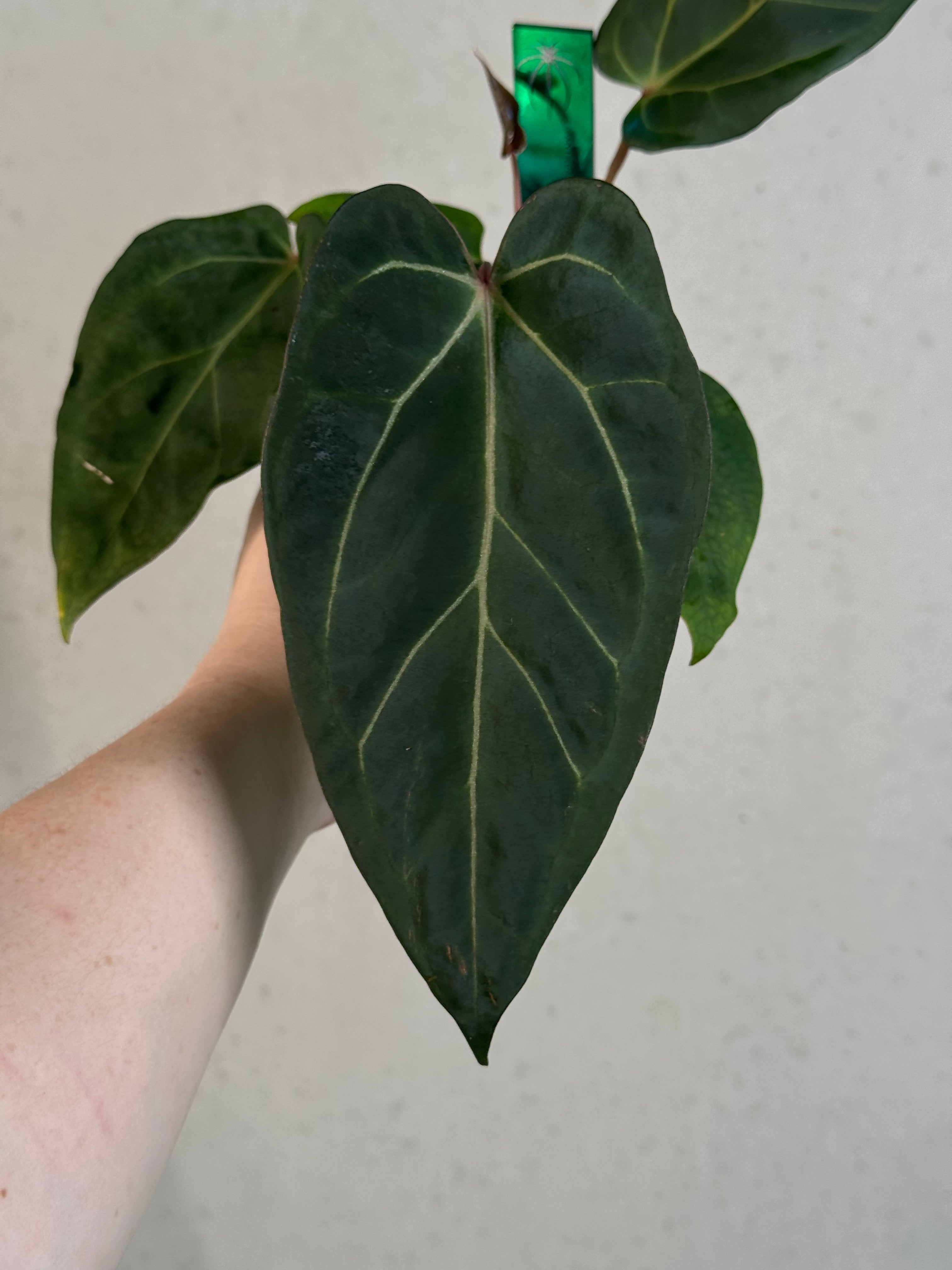 Anthurium Carlablackiae ('Round' x GPH-001) x Portillae 'Dorito'