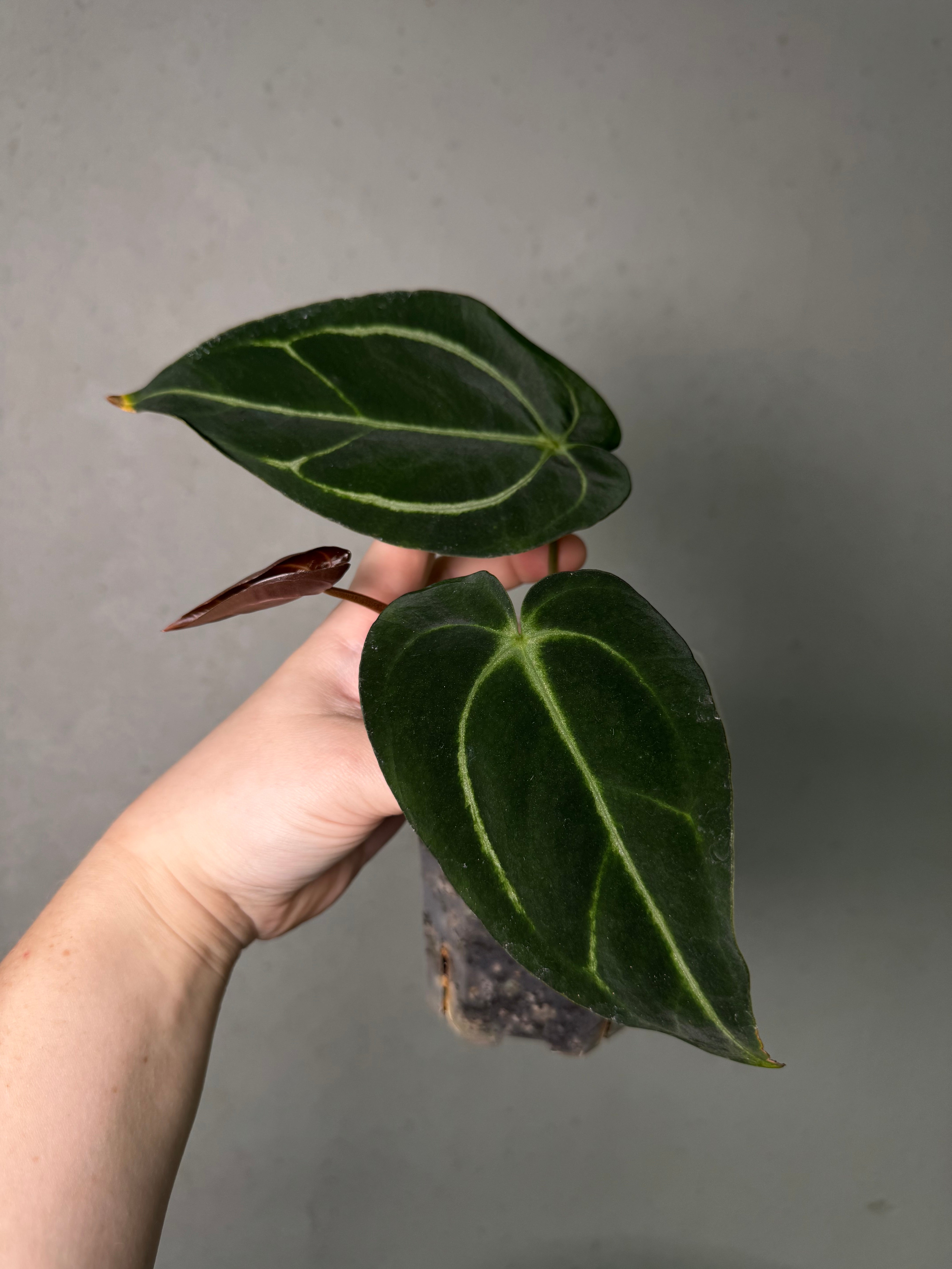 Anthurium Carlablackiae