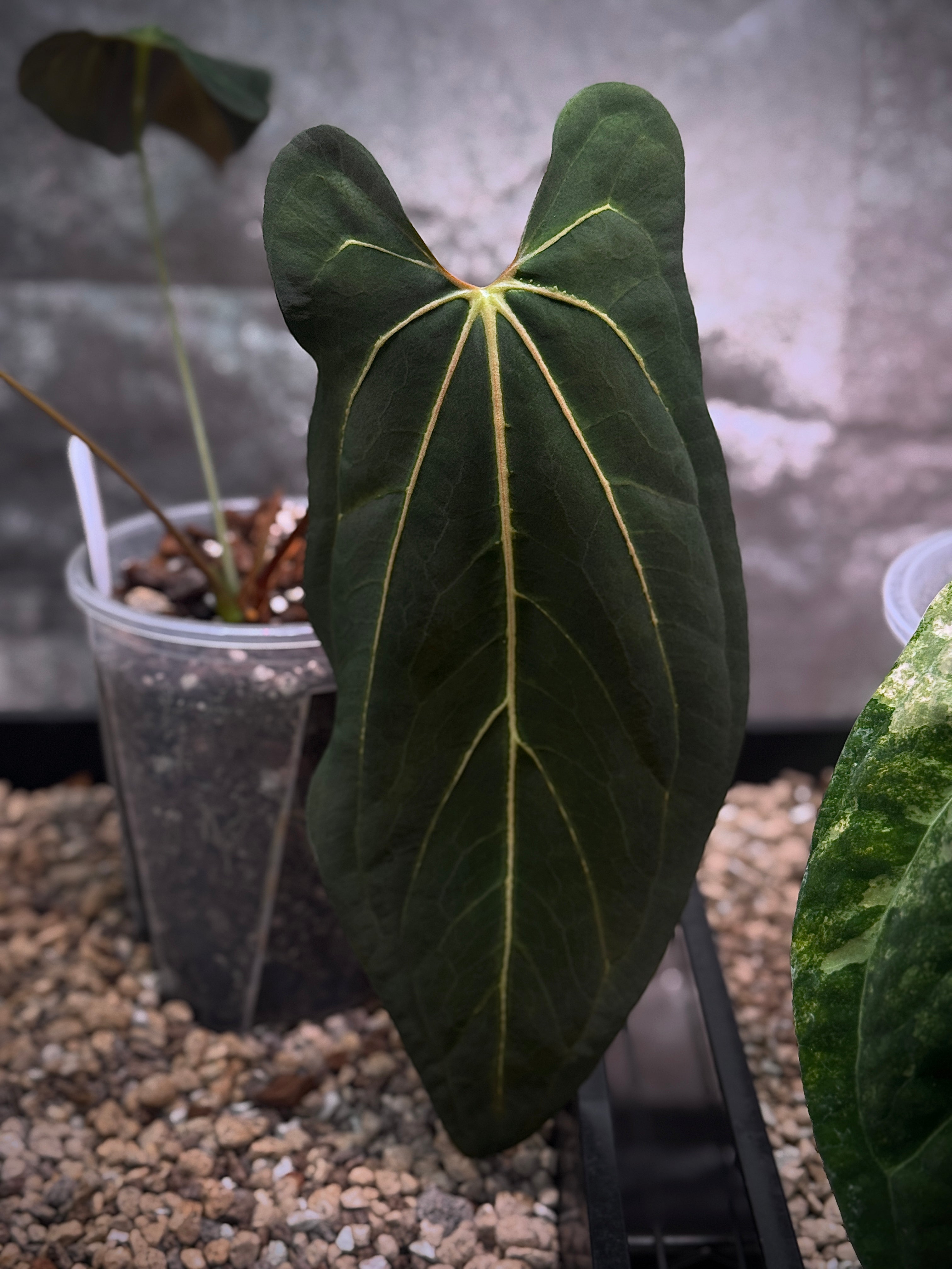 NFS: Anthurium ‘Juggernaut’