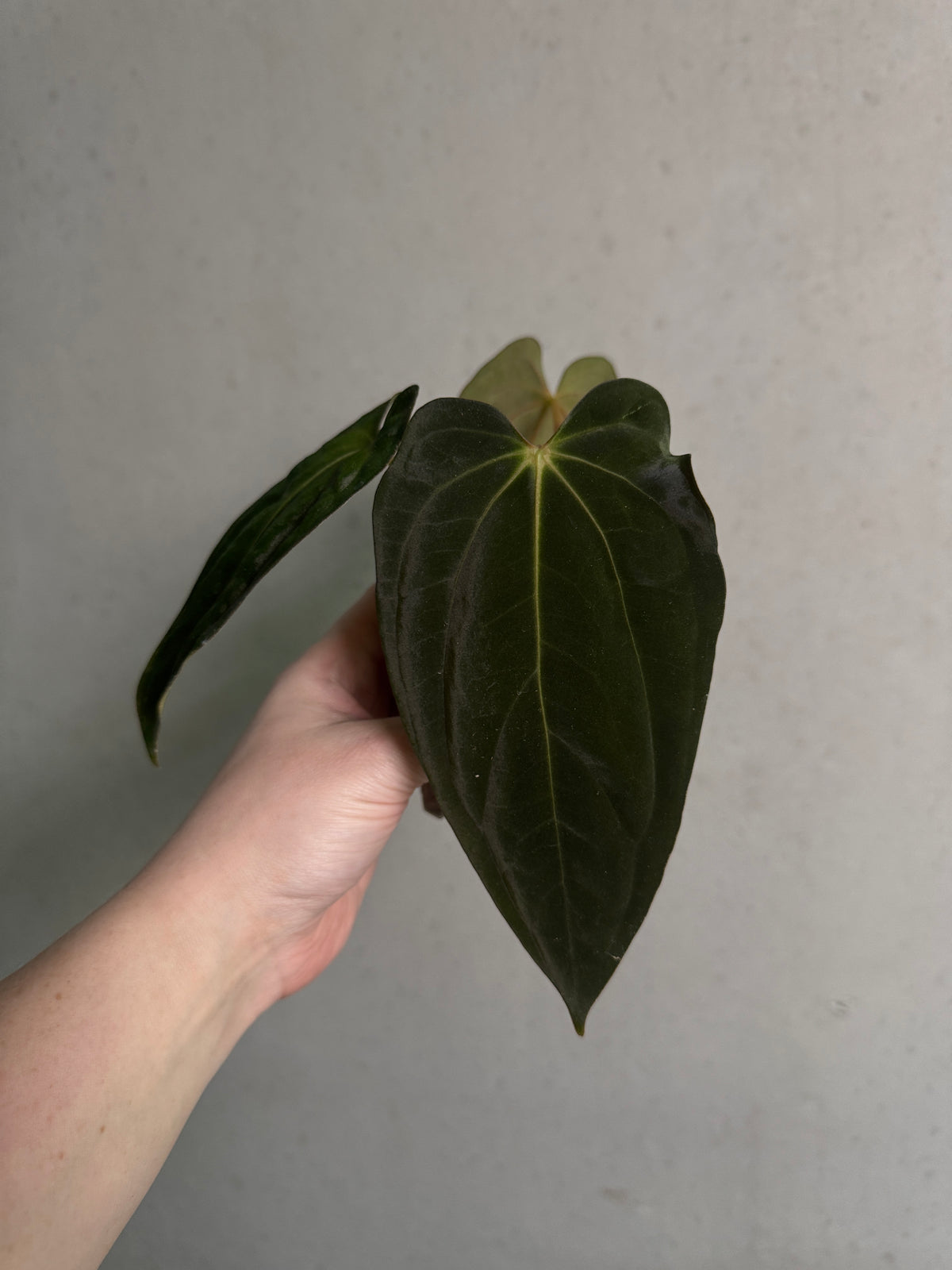 SMUKHI Anthurium RLxFS x Carlablackiae and Papillilaminum plant with glossy green leaves and vibrant spathes in a natural setting.
