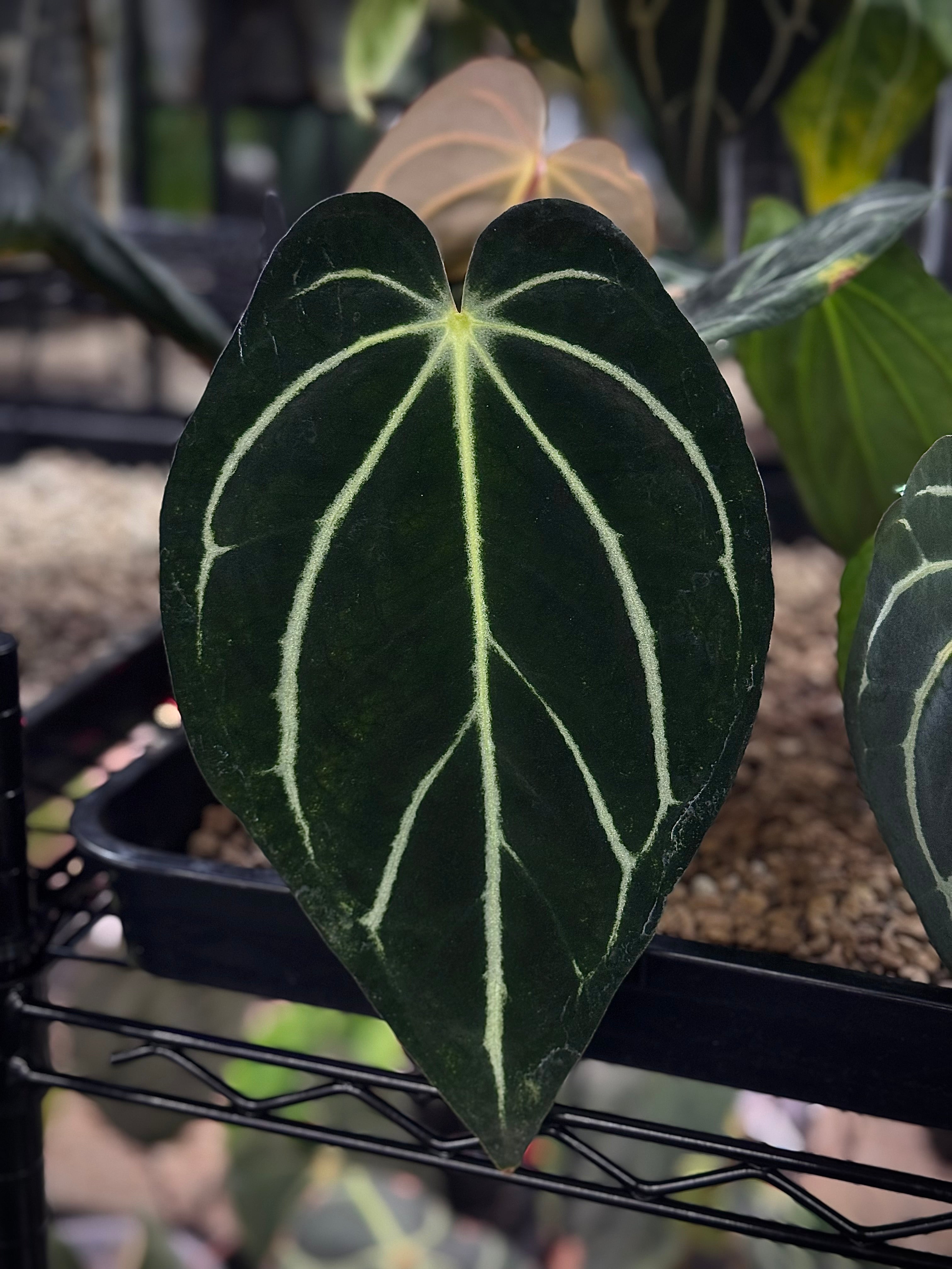 NFS: Anthurium Carlablackiae 'Peter Parker' (RA5 x RA10) S1 - Rare
