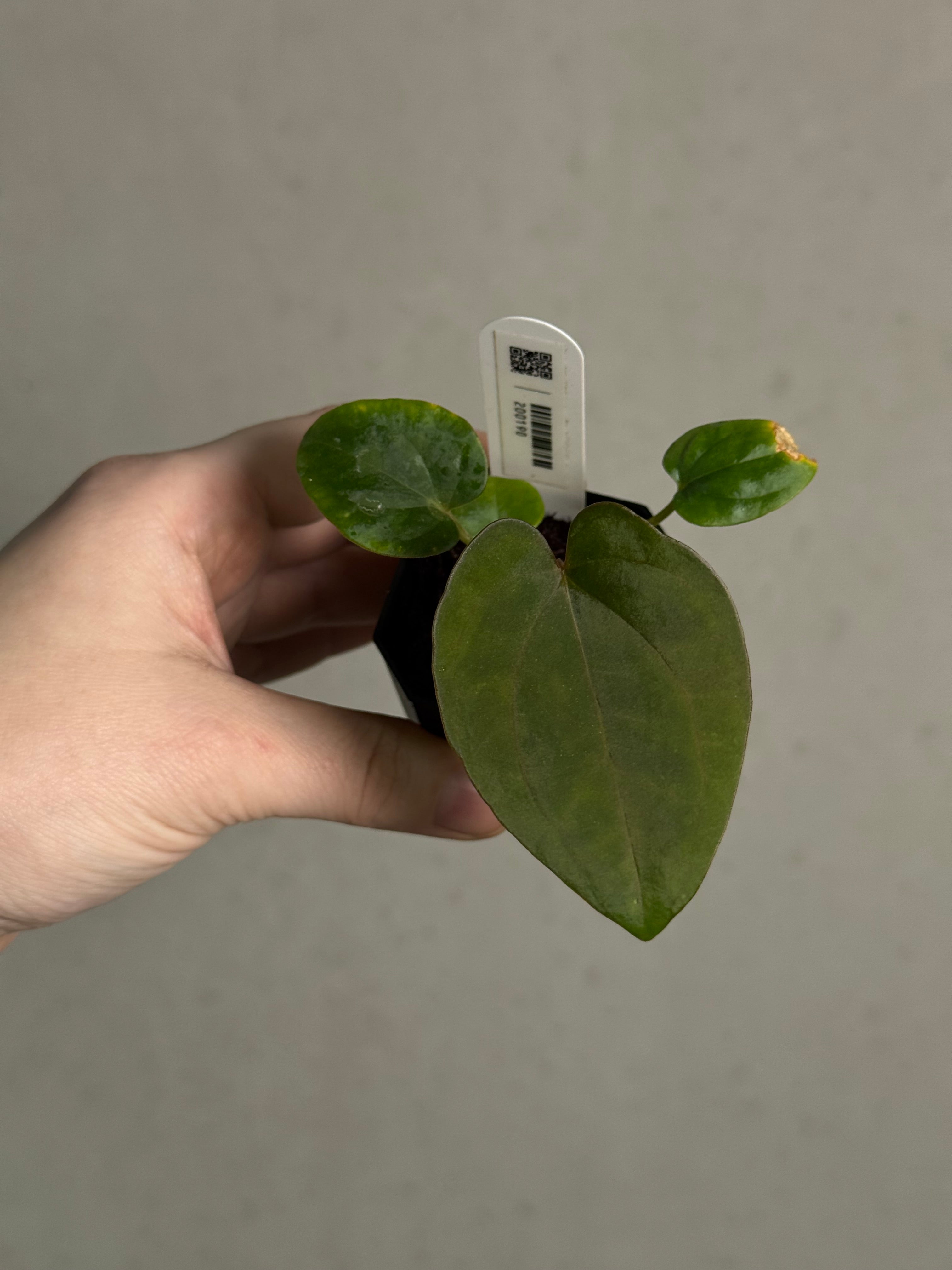 Anthurium Dressleri RG x ('Black' x RG F2 Dark) - SMUKHI