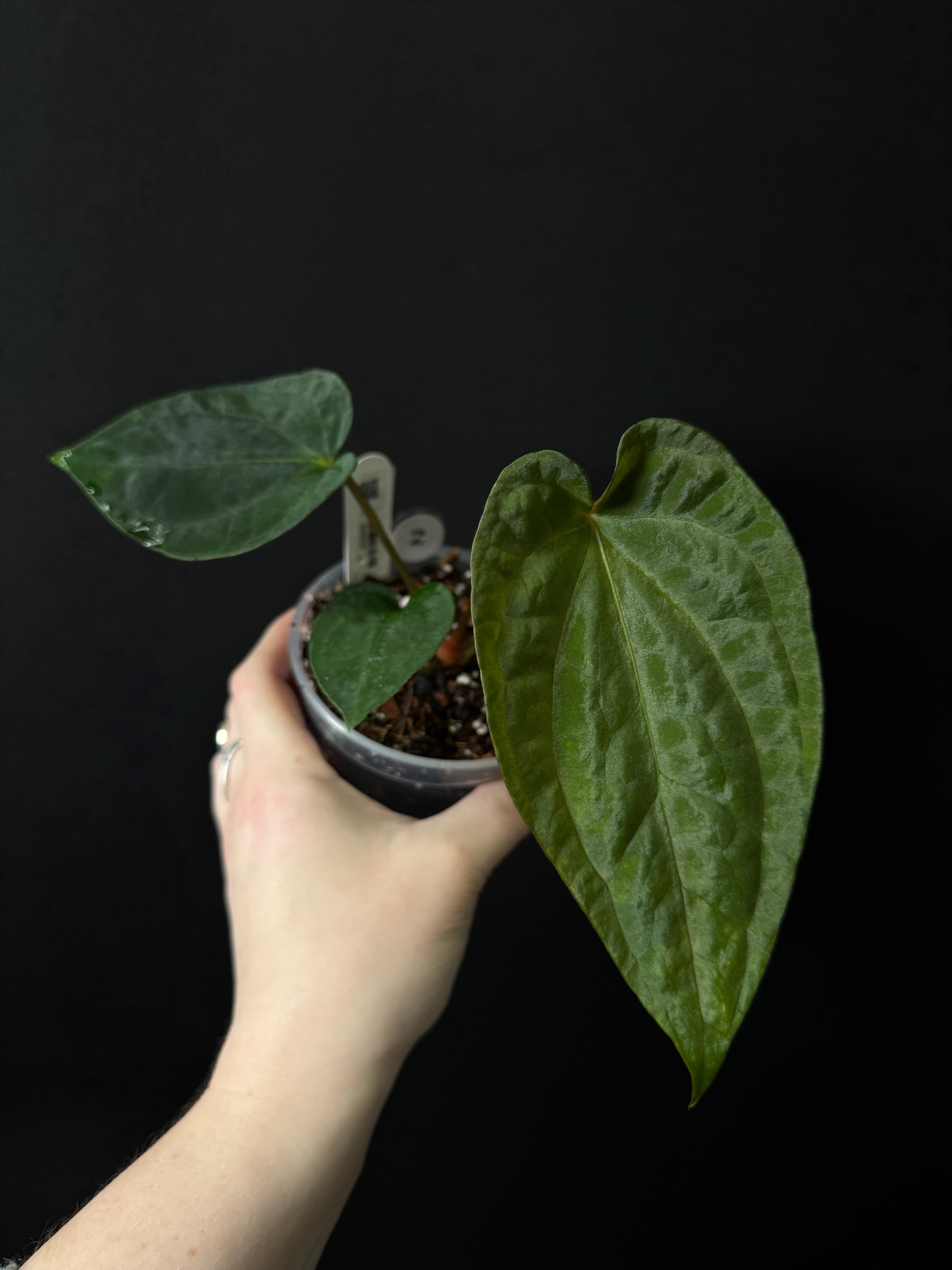 Anthurium Dark Phoenix x Ace of Spades DF