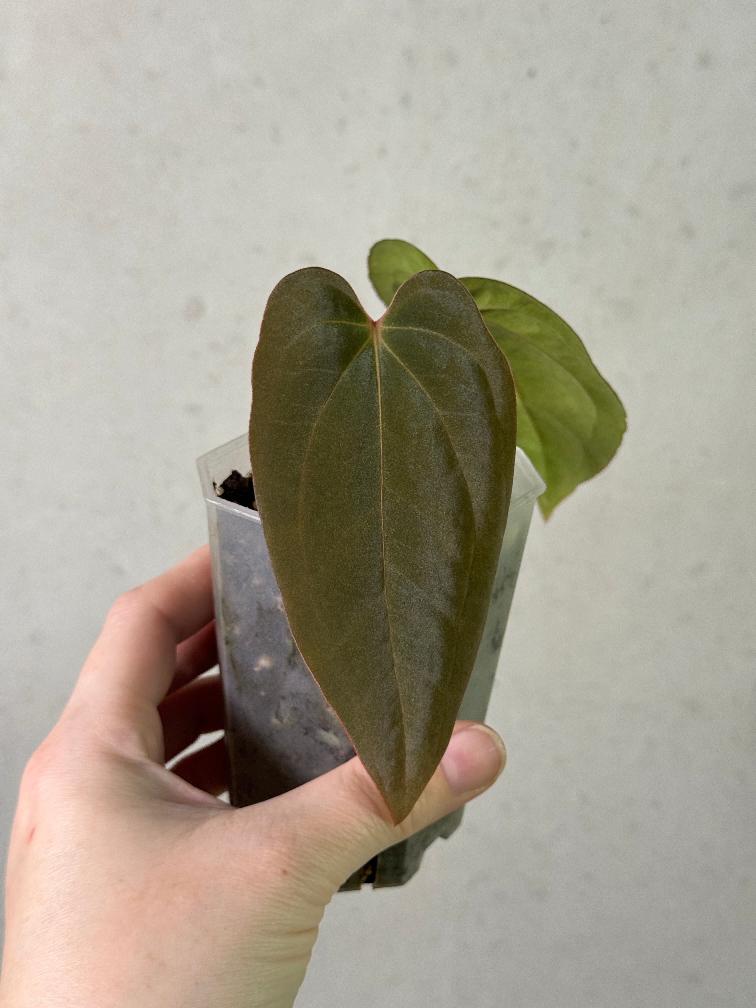 Anthurium (Papillilaminum RG x Eastern Dressleri) x BVEP - Clone