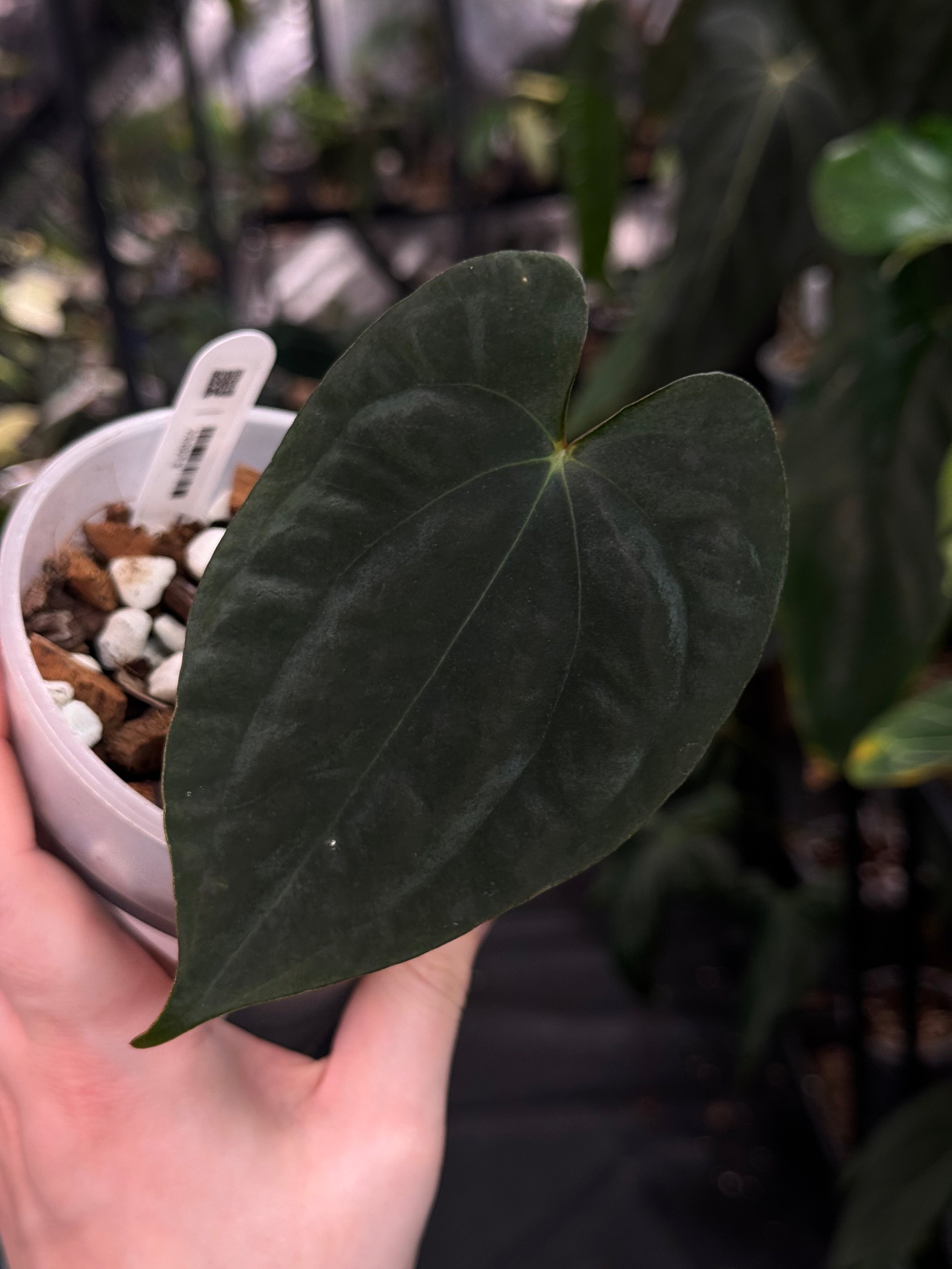 Anthurium FSxRL ‘Grim Reaper’ x Papillilaminum RA6 - Clone