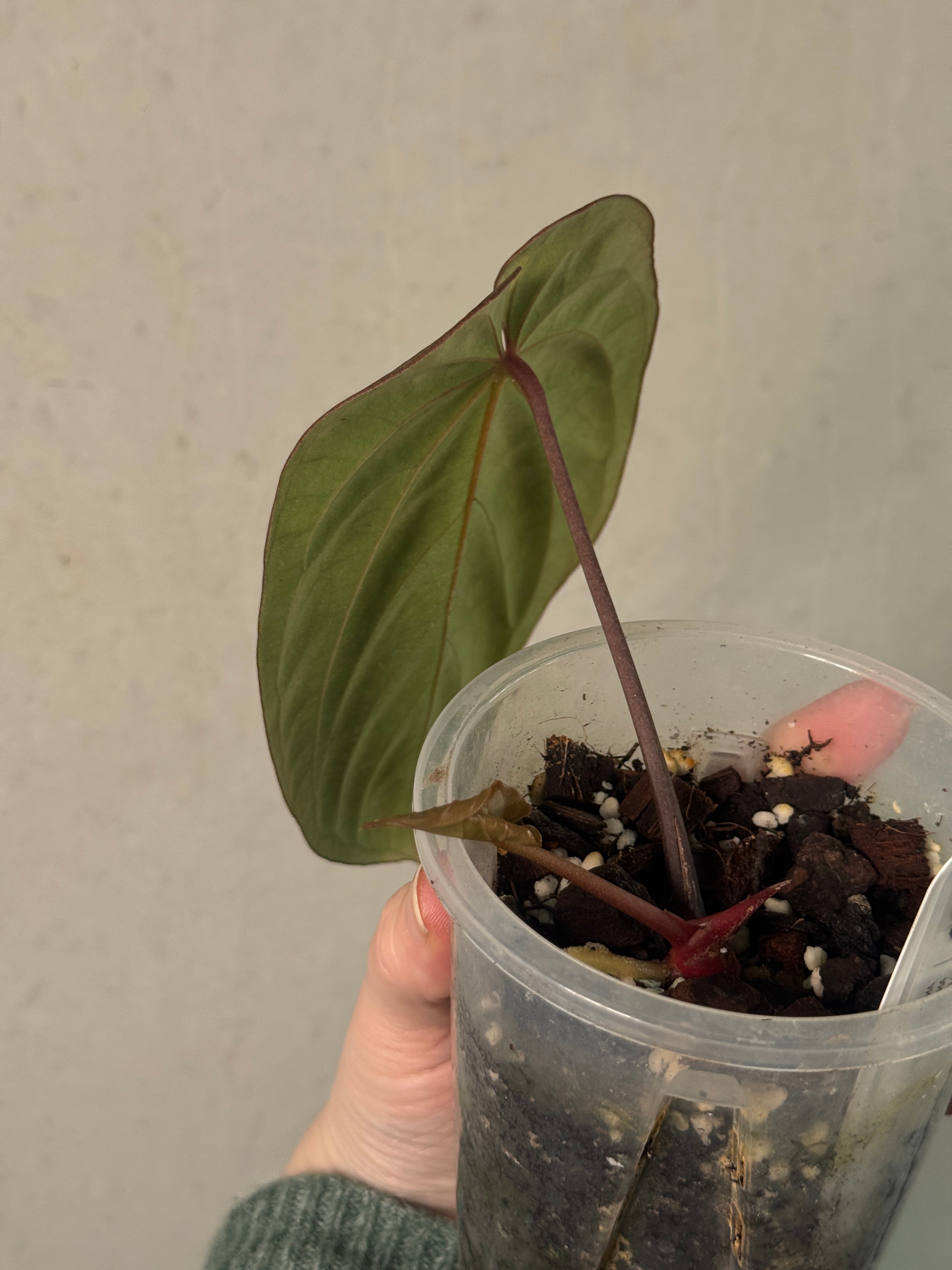 Anthurium BVEP (Round x Felix) x Felix - Clone - SMUKHI