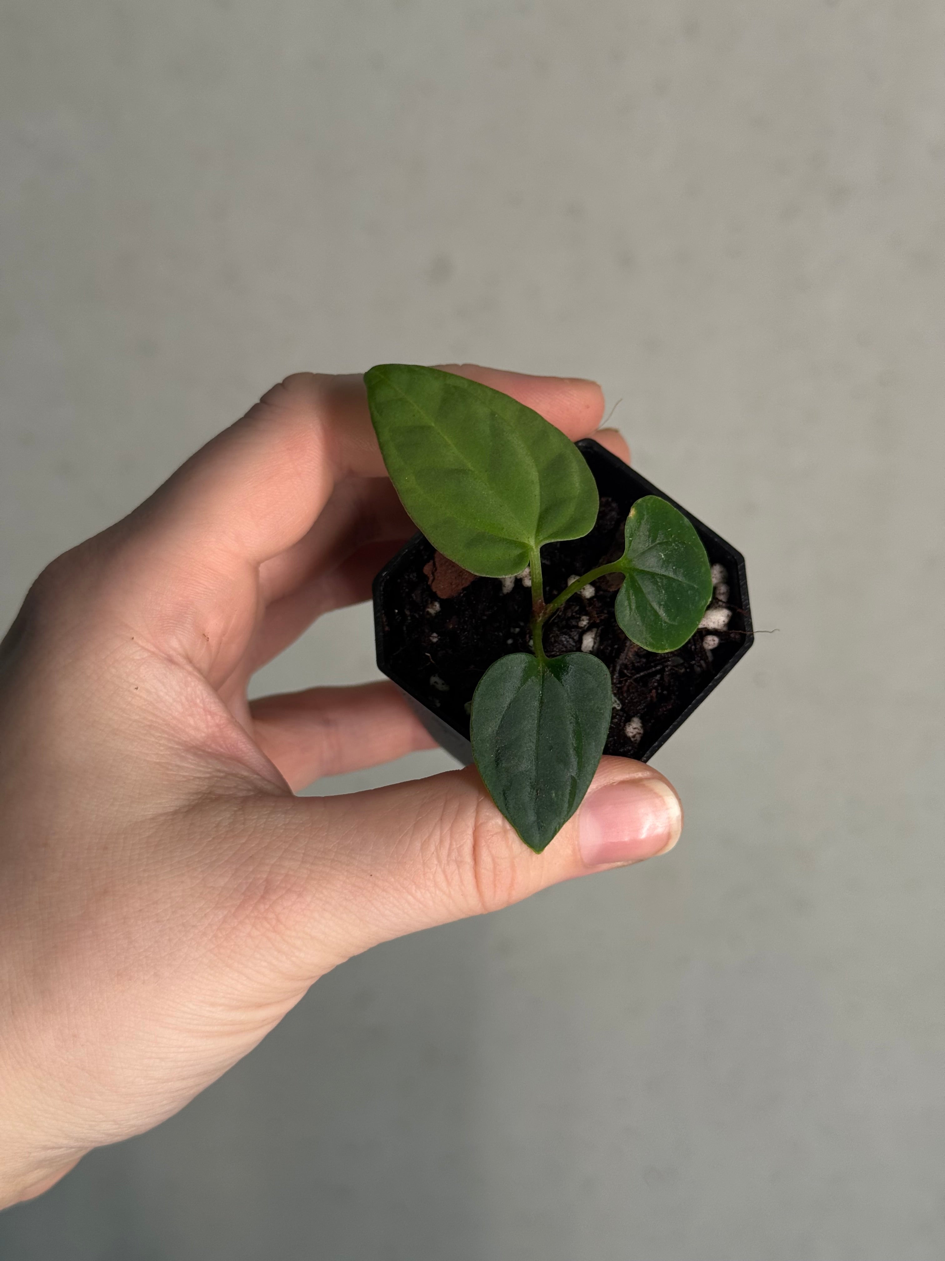 Anthurium BVEP ('Round' x RA1) x Kunayalense CC1