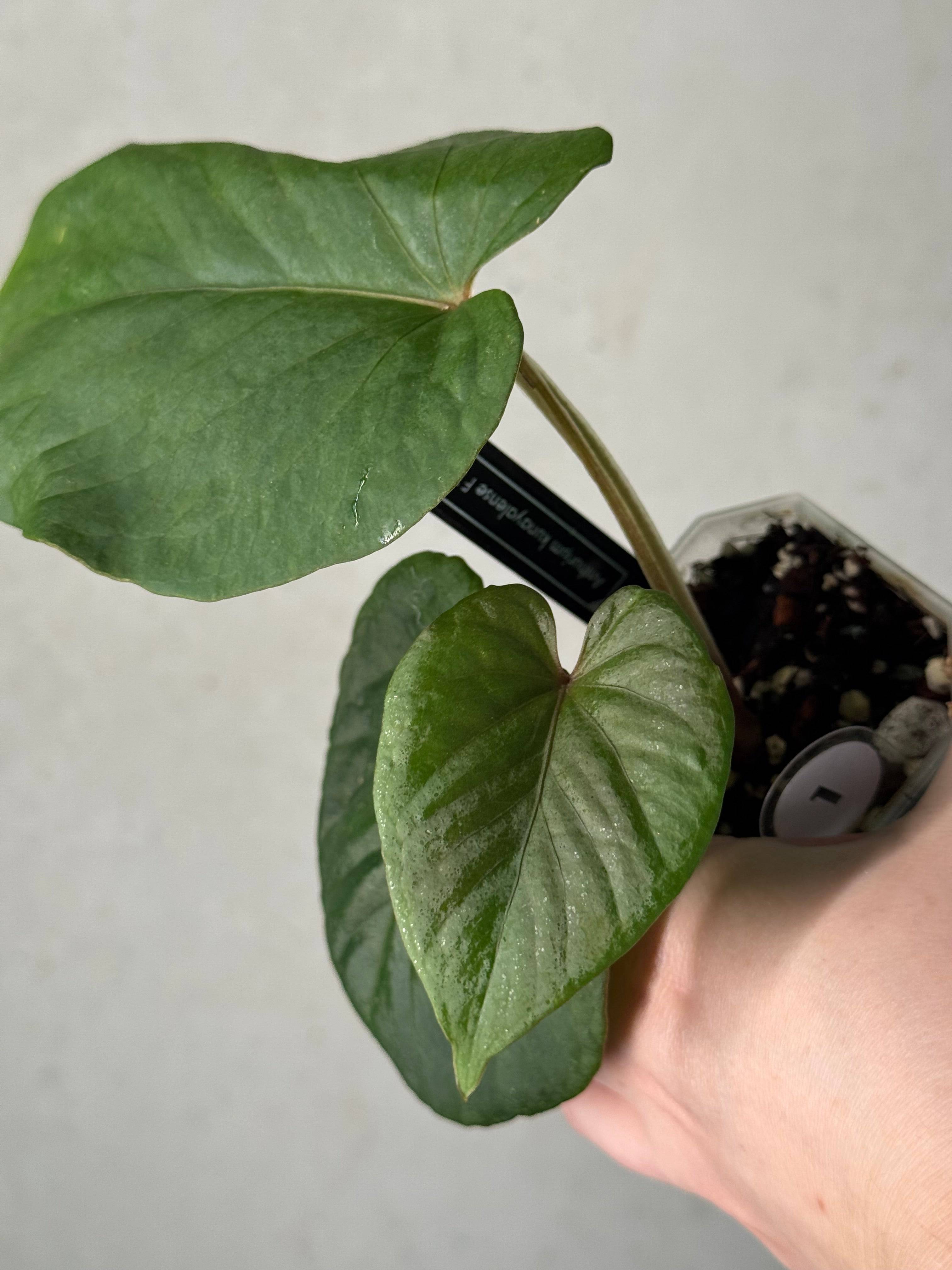 Anthurium kunayalense　アンスリウム　クナヤレンセ アンスリウム クナヤレンセ | GREEN LUCK