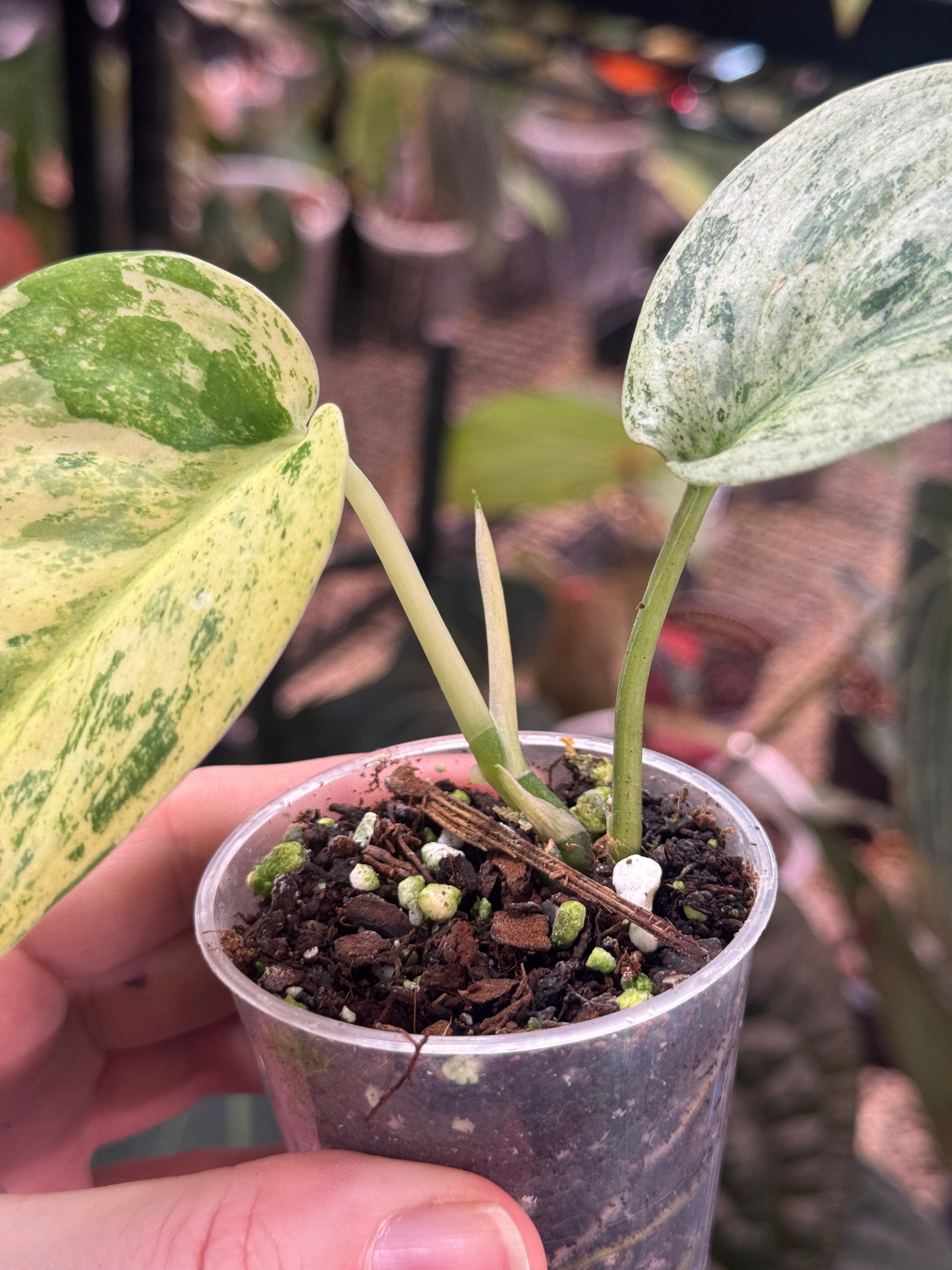 Scindapsus Jade Satin Marble Queen - SMUKHI