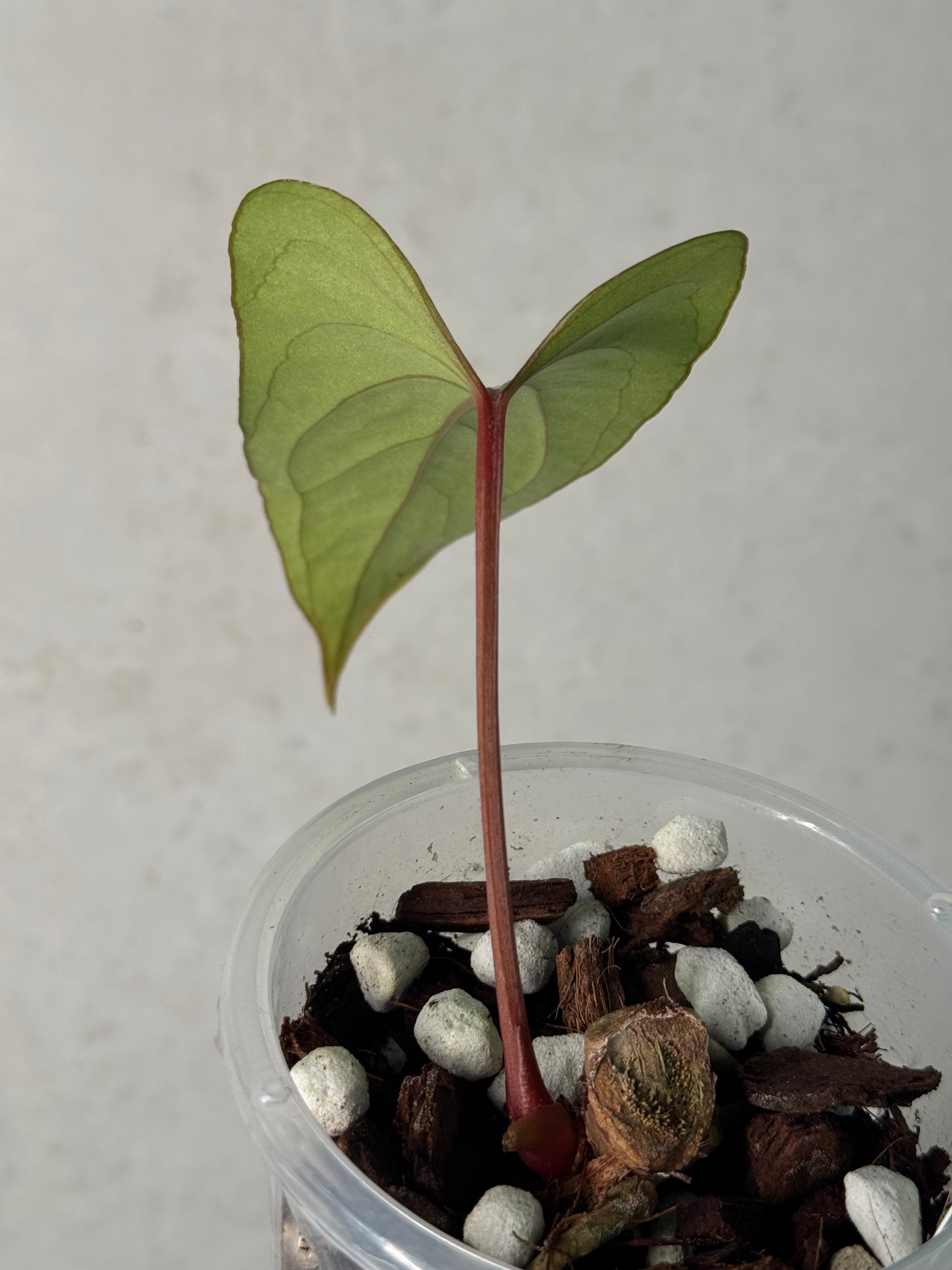 Anthurium sp. Napo (Nigrolaminum 'Gigi')