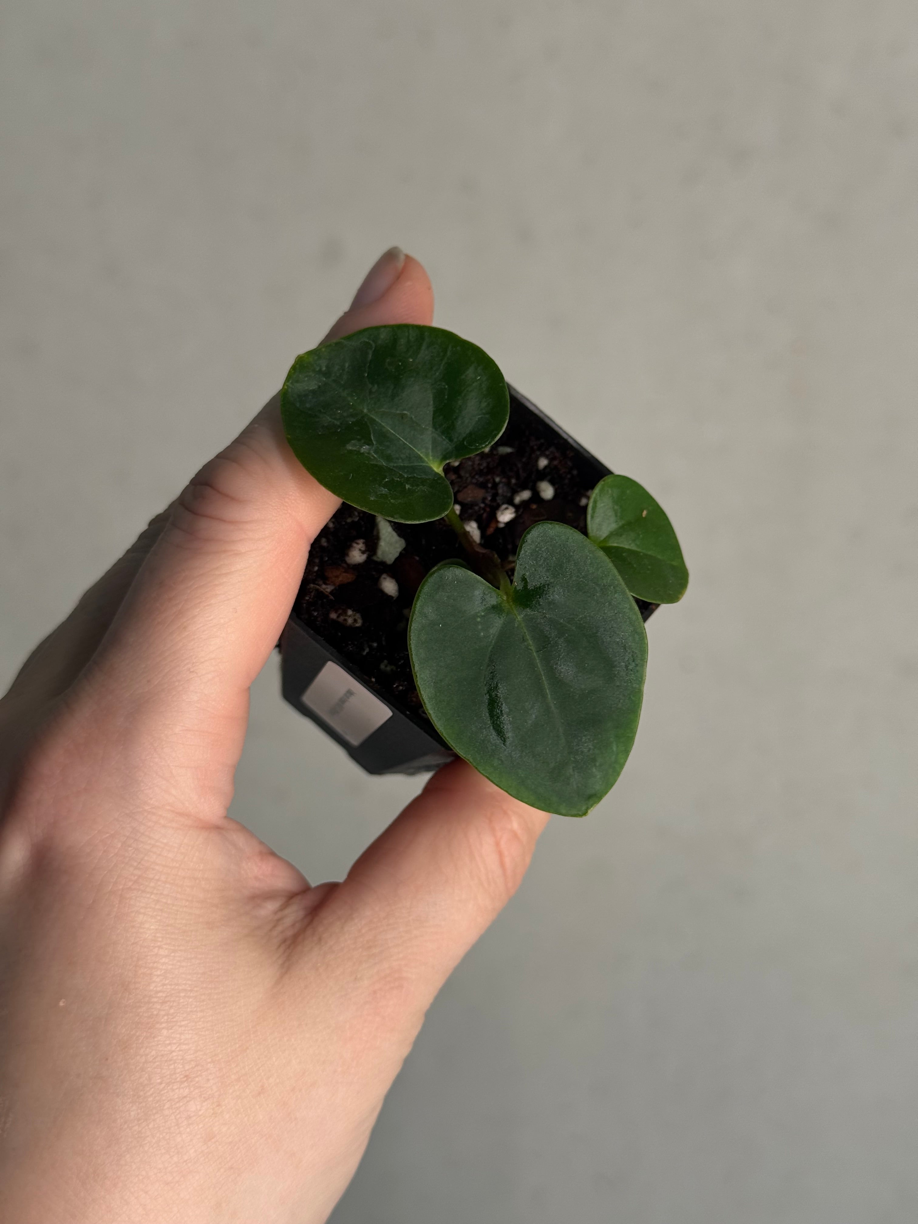 Anthurium Dressleri RG F3 (JV) x self